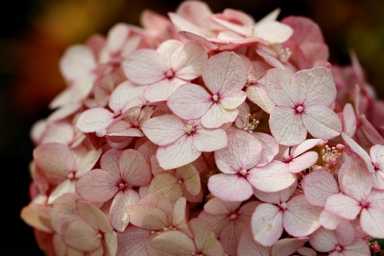 hydrangea-6682414_1280.jpg