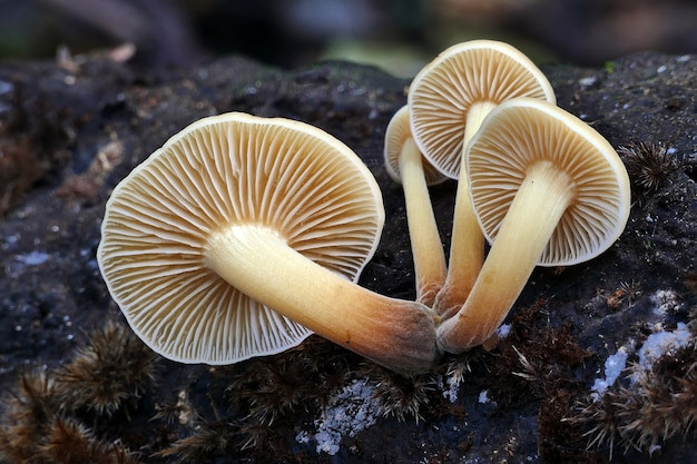closeup-group-wild-enoki-mushroom-growing-rotten-wood-forest_181624-36726.jpg