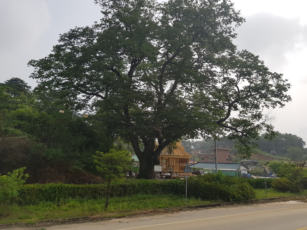 20170629_090436 800년된 고목.jpg