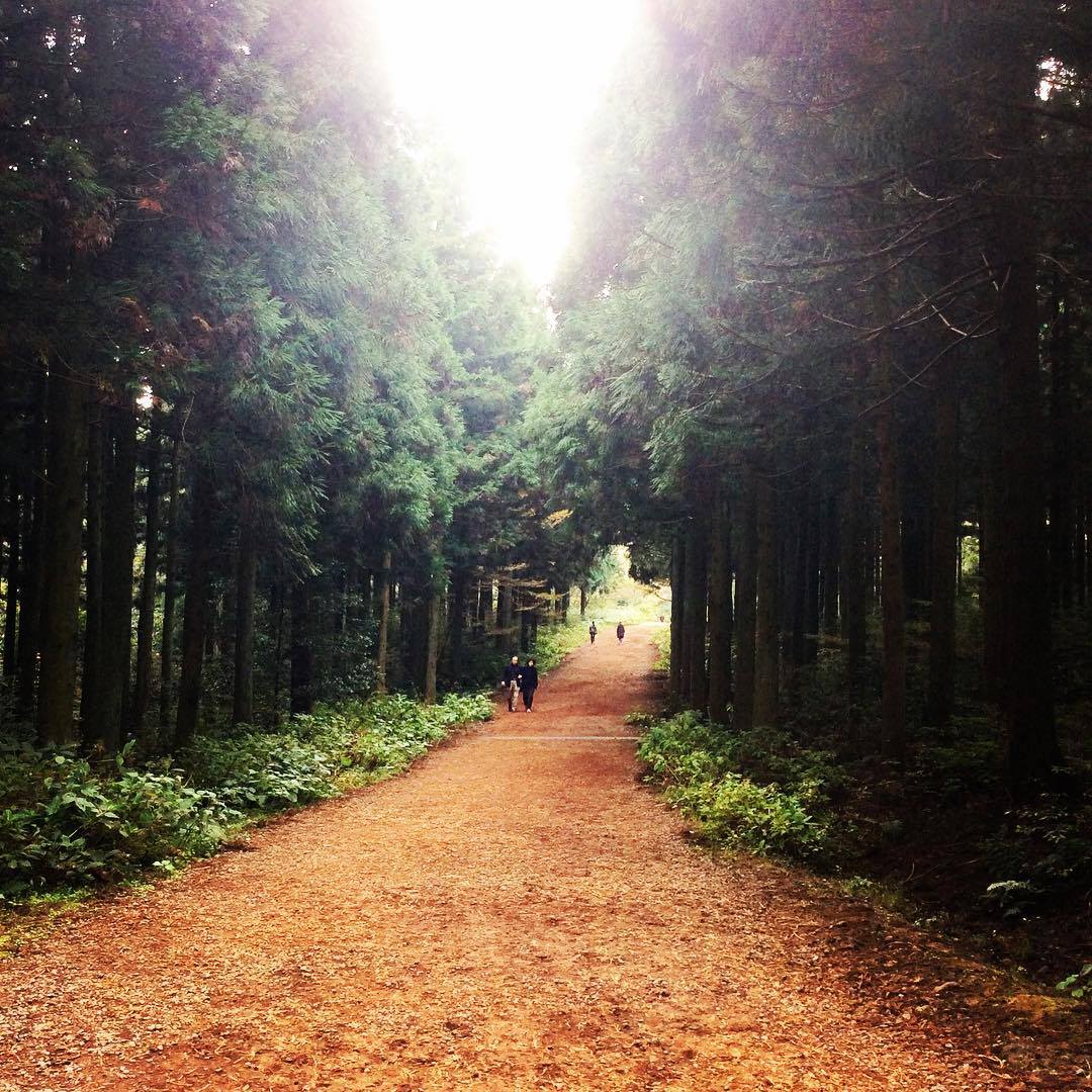 사려니 숲길.jpg