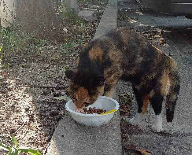 사본 -21199480_1543706185652082_8616228265533530003_o.jpg