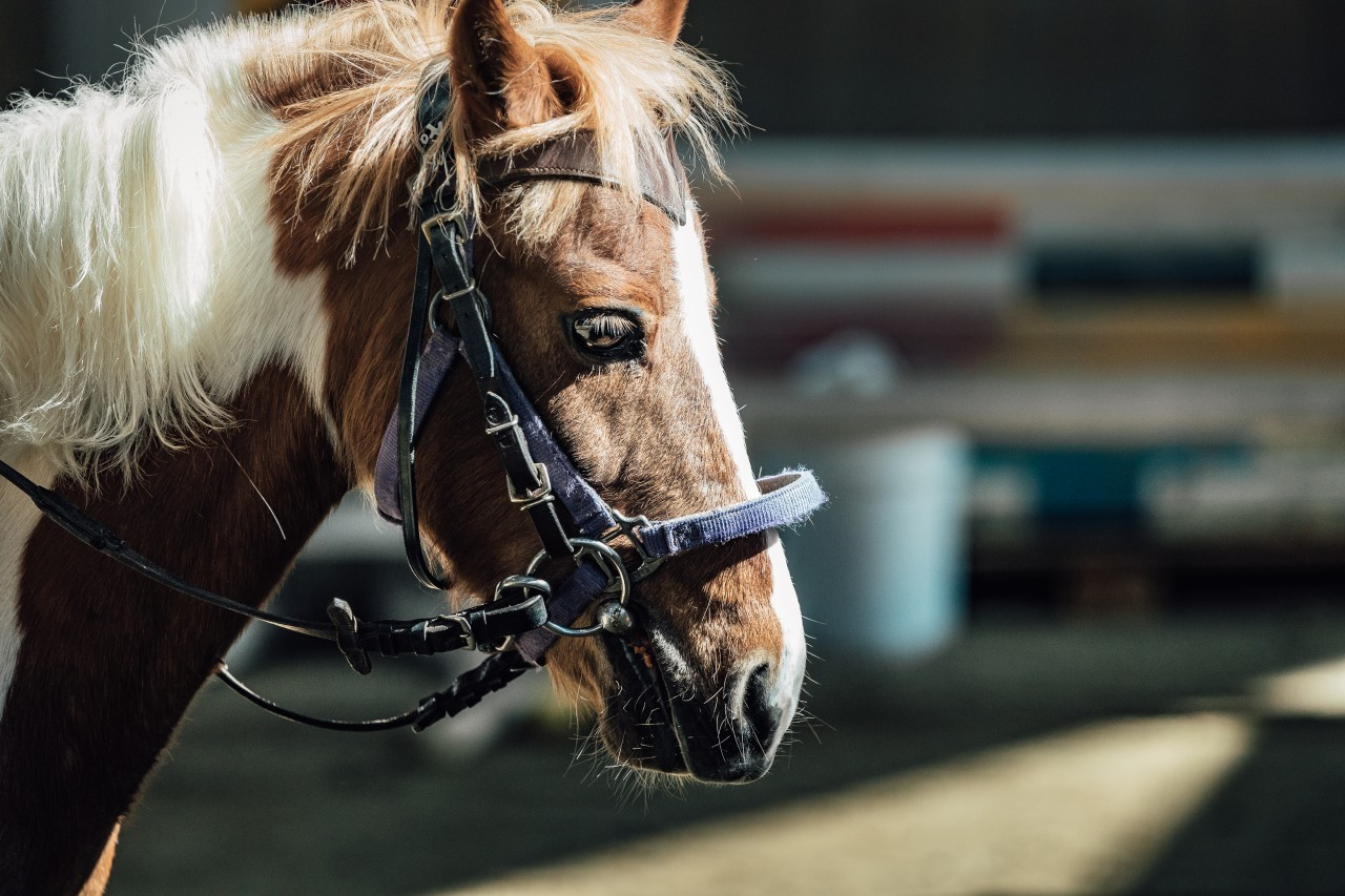 궁평캠프승마장 (2).jpg