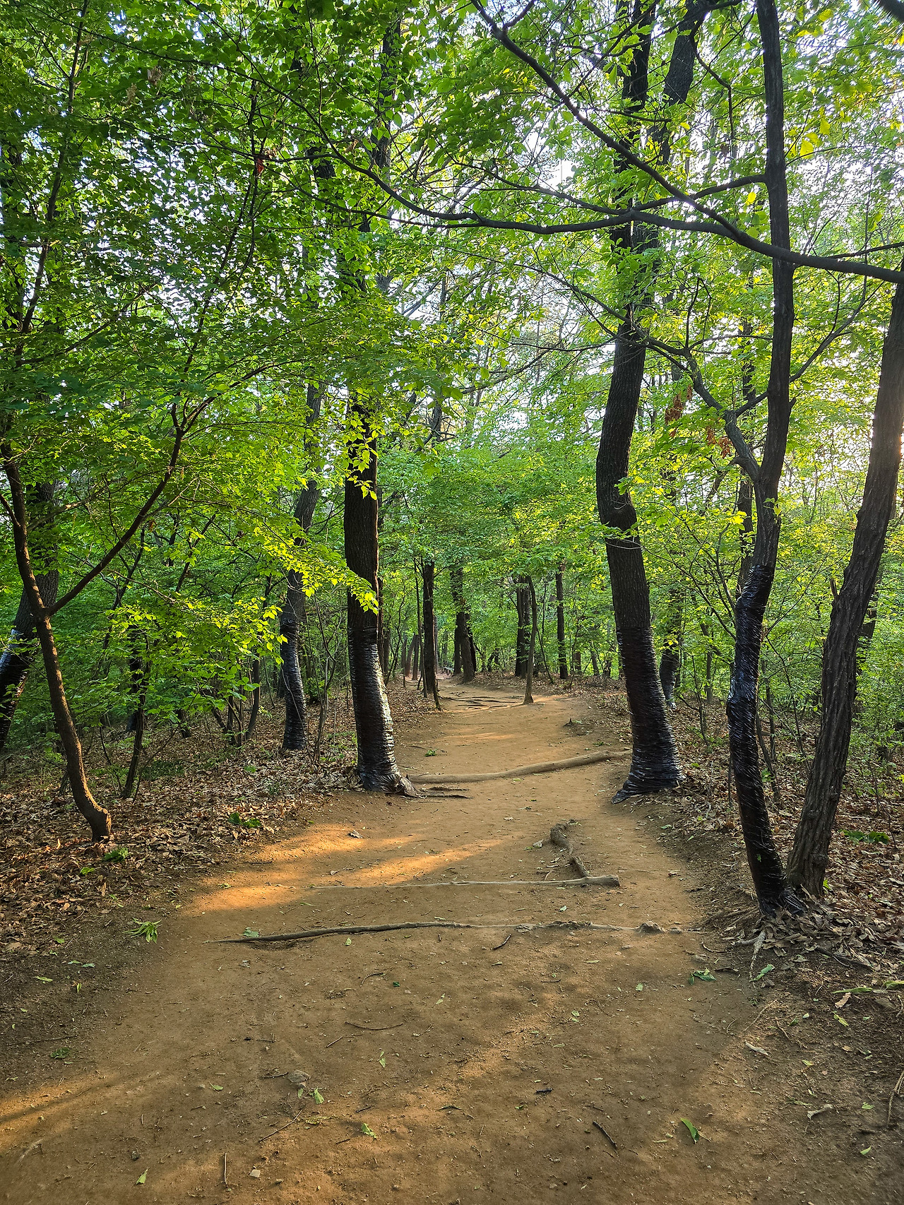 3. 대모산 등산길.jpg