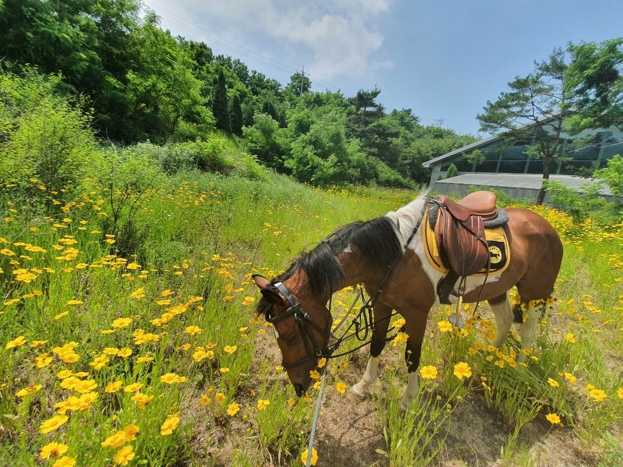 궁평캠프승마장 (6).jpg