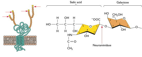 sialic-acid-2-300x162.jpg