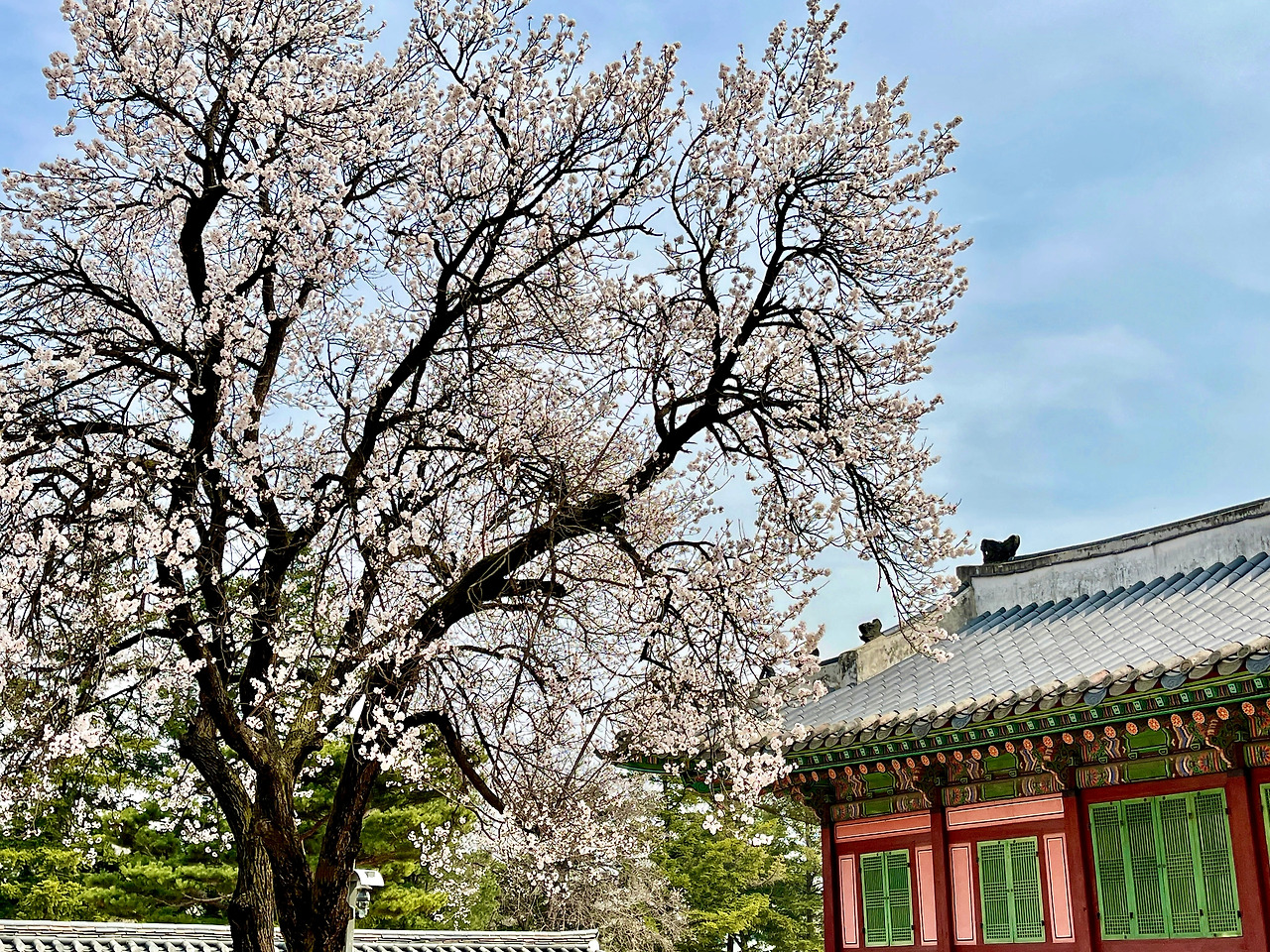 230323 자경전 봄꽃 사진 비교04.jpg