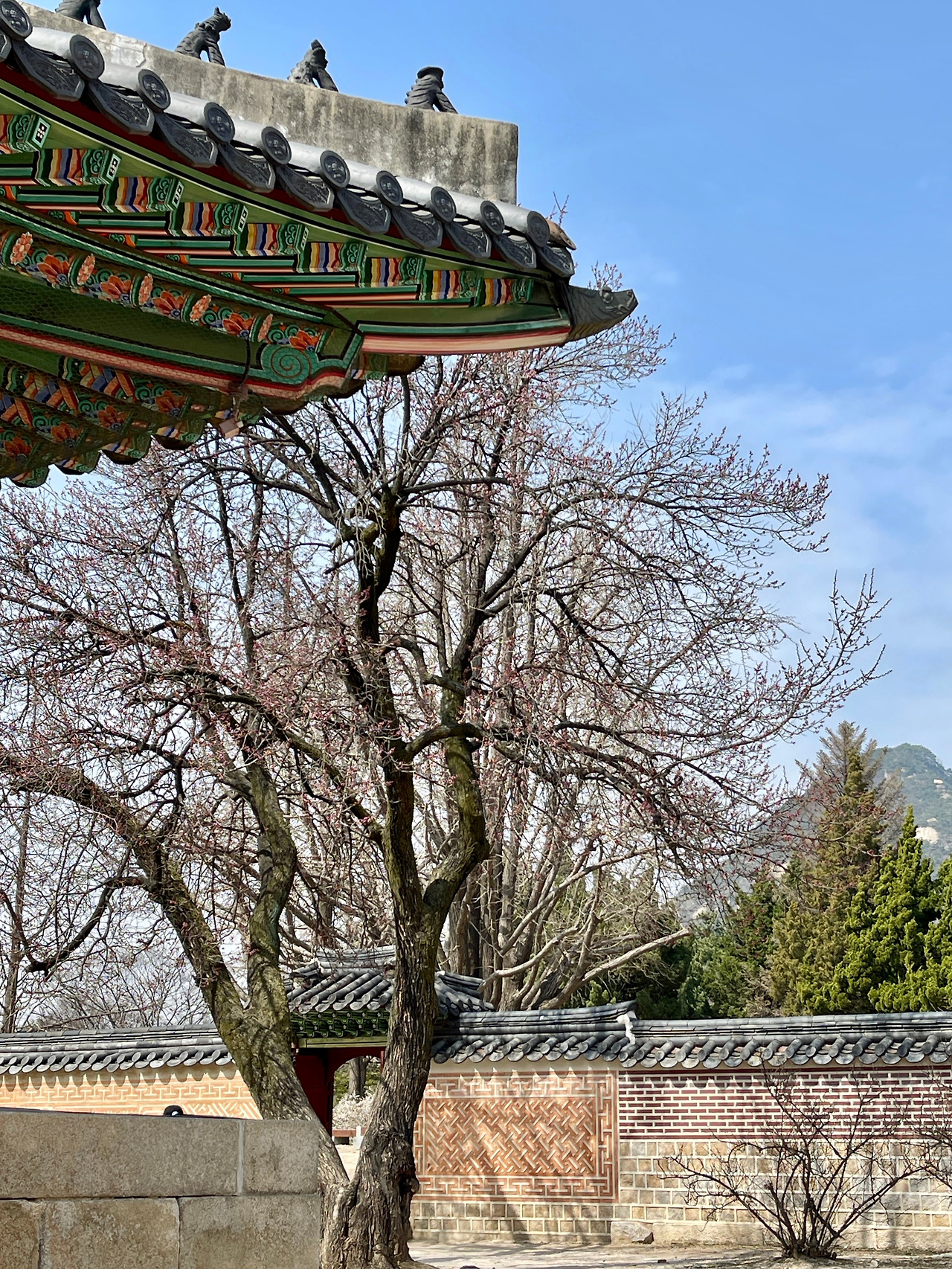 230323 자경전 봄꽃 사진 비교03.jpg