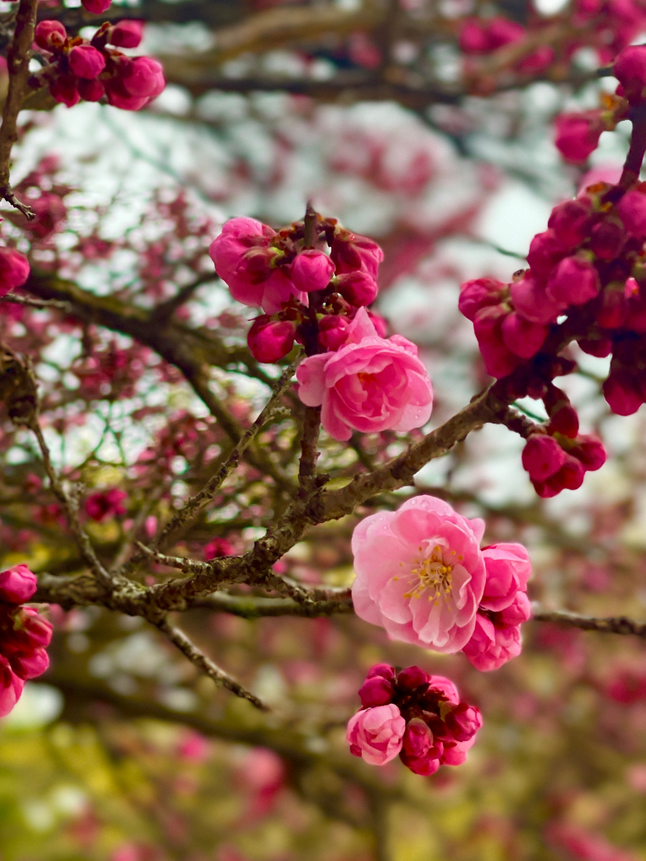 창덕궁 성정각 자시문 앞 매화나무07.jpg