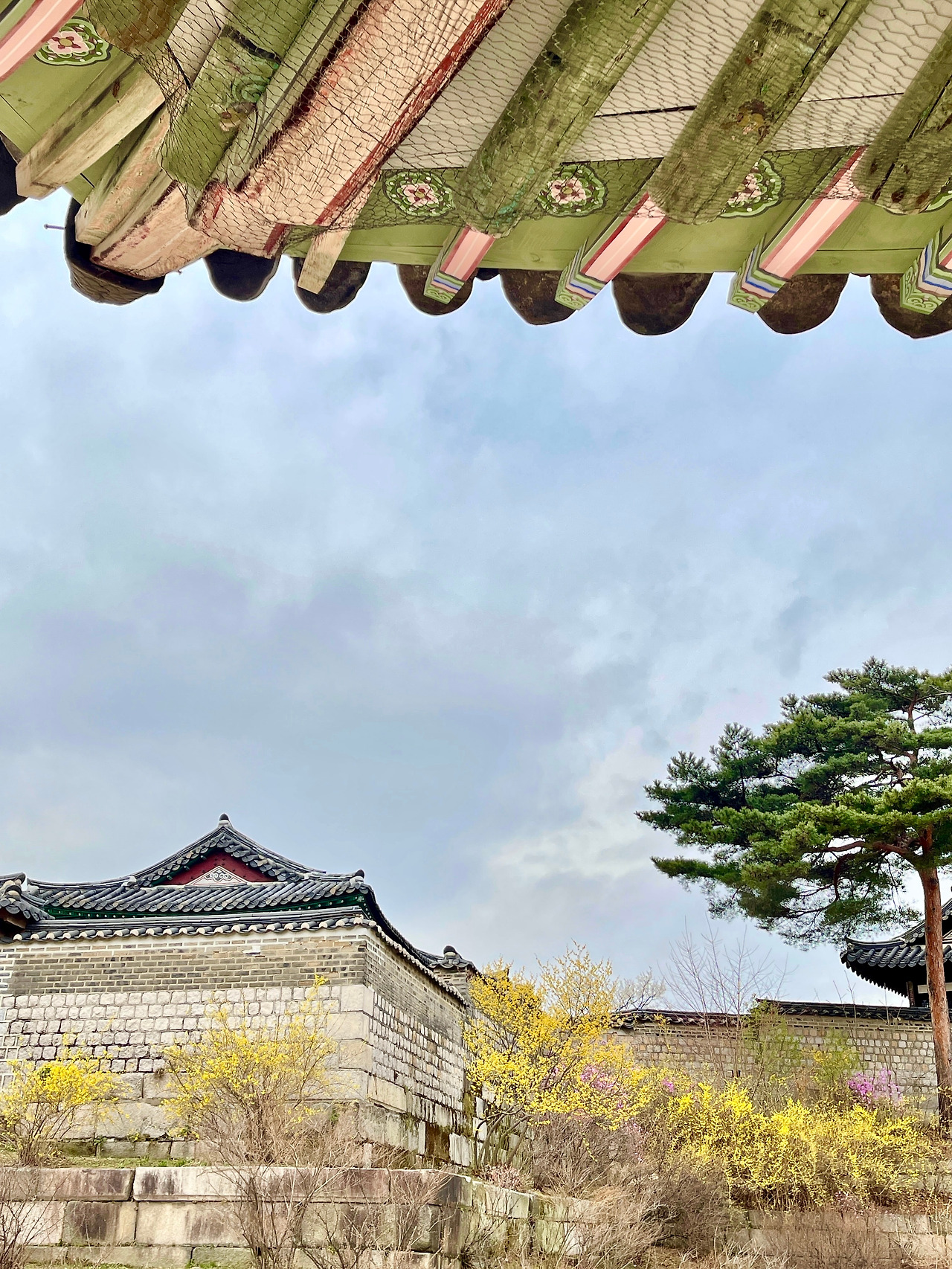 창경궁 생강나무 - 2.jpg