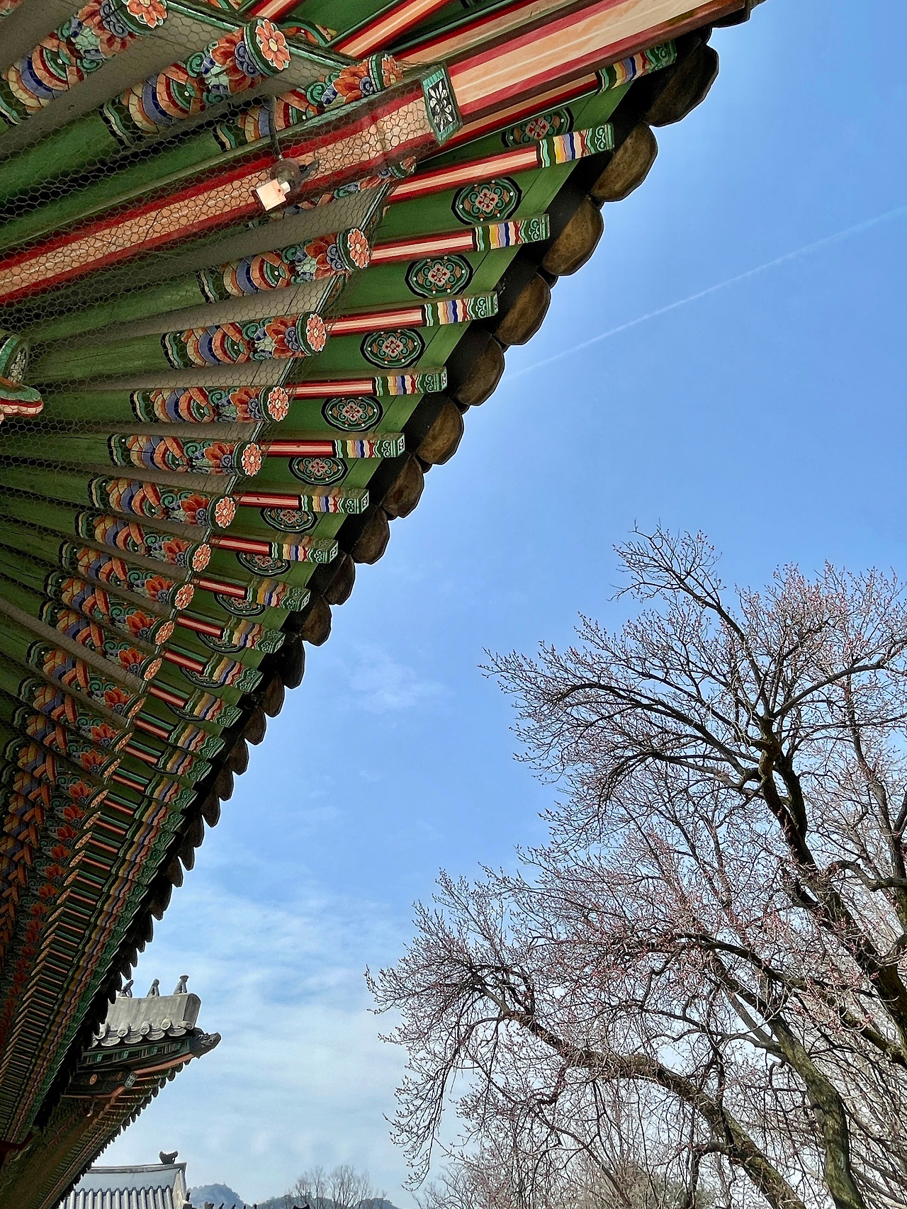 230323 자경전 봄꽃 사진 비교05.jpg