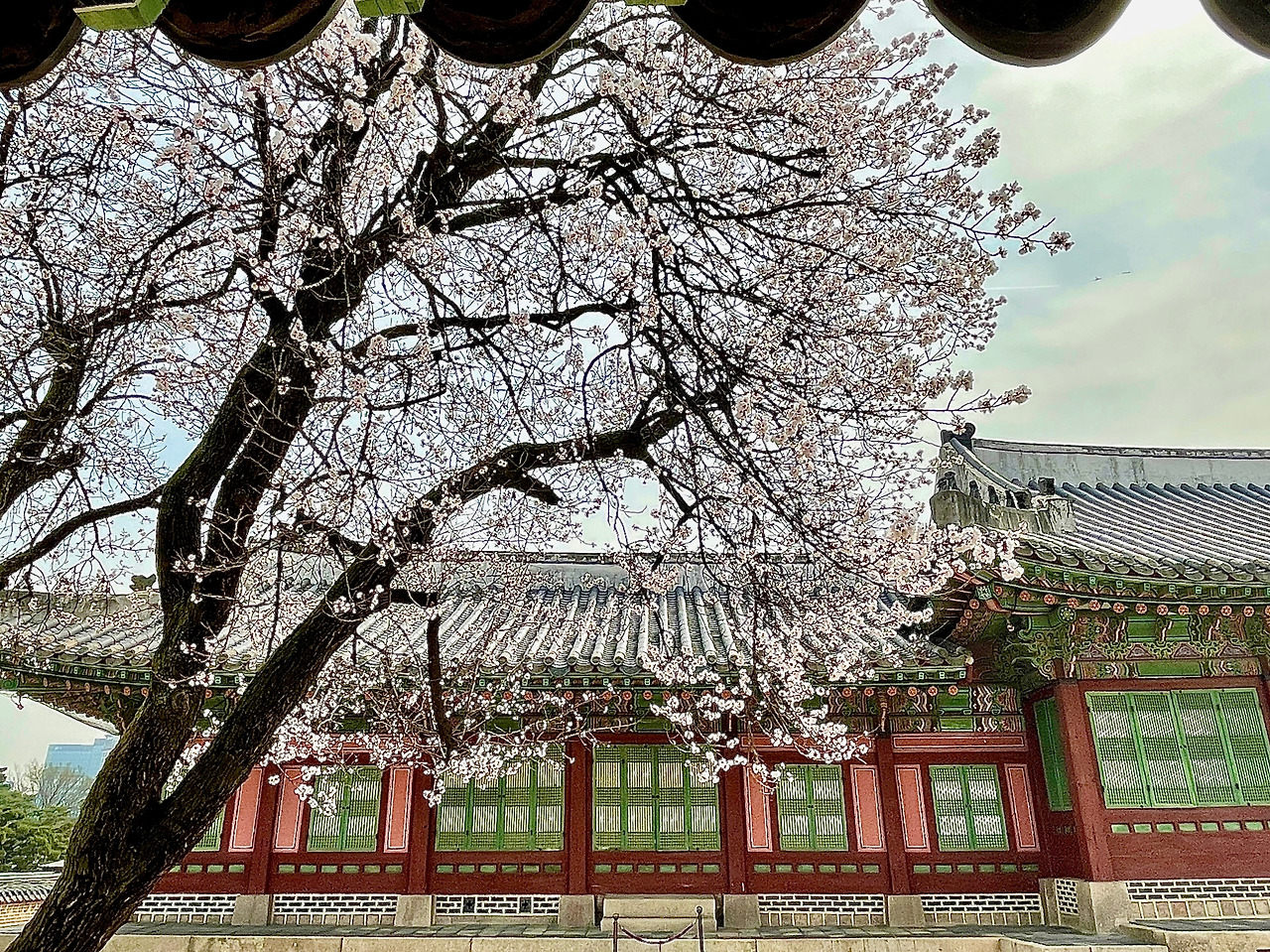 230323 자경전 봄꽃 사진 비교08.jpg