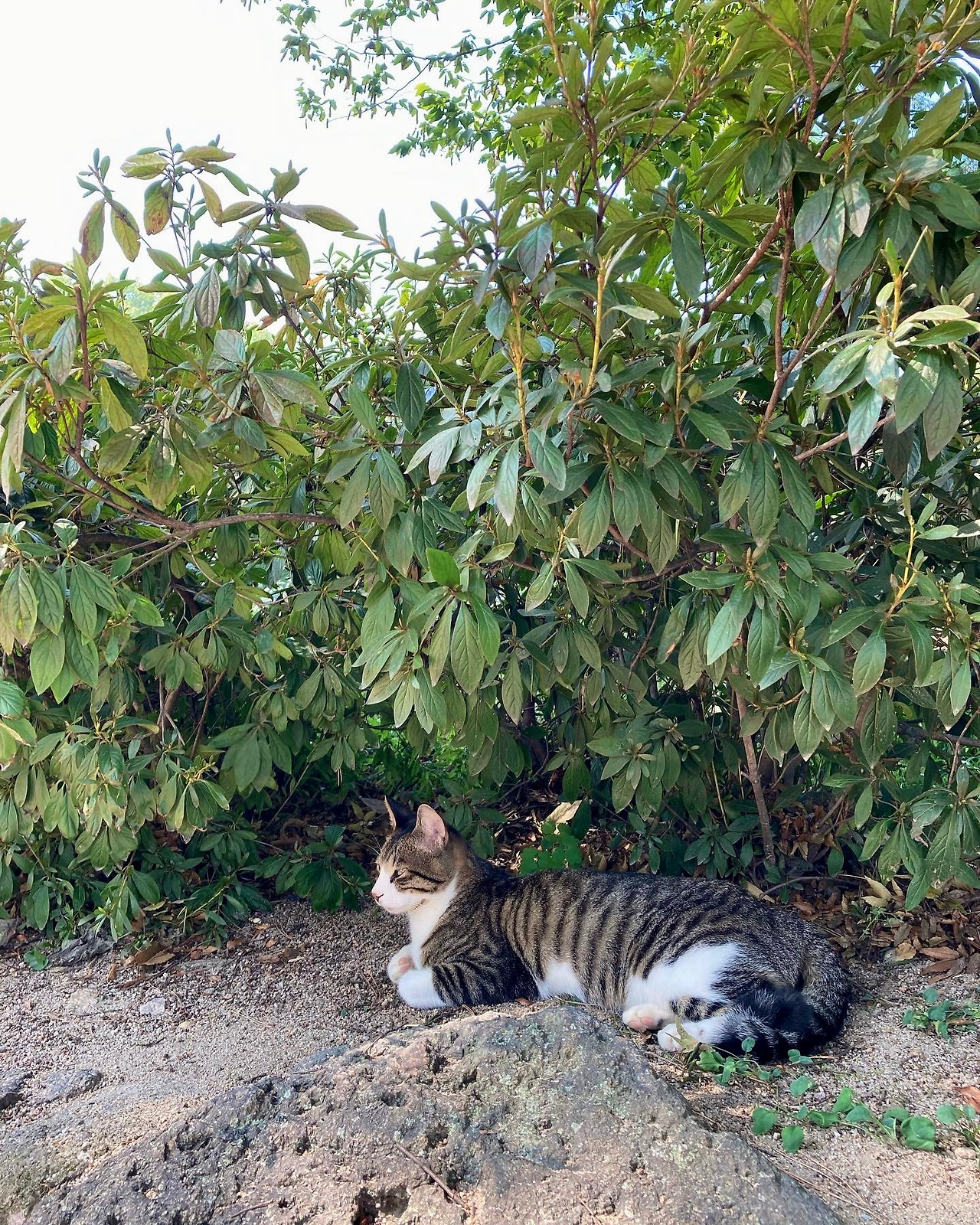 궁궐의 고양이10.jpg