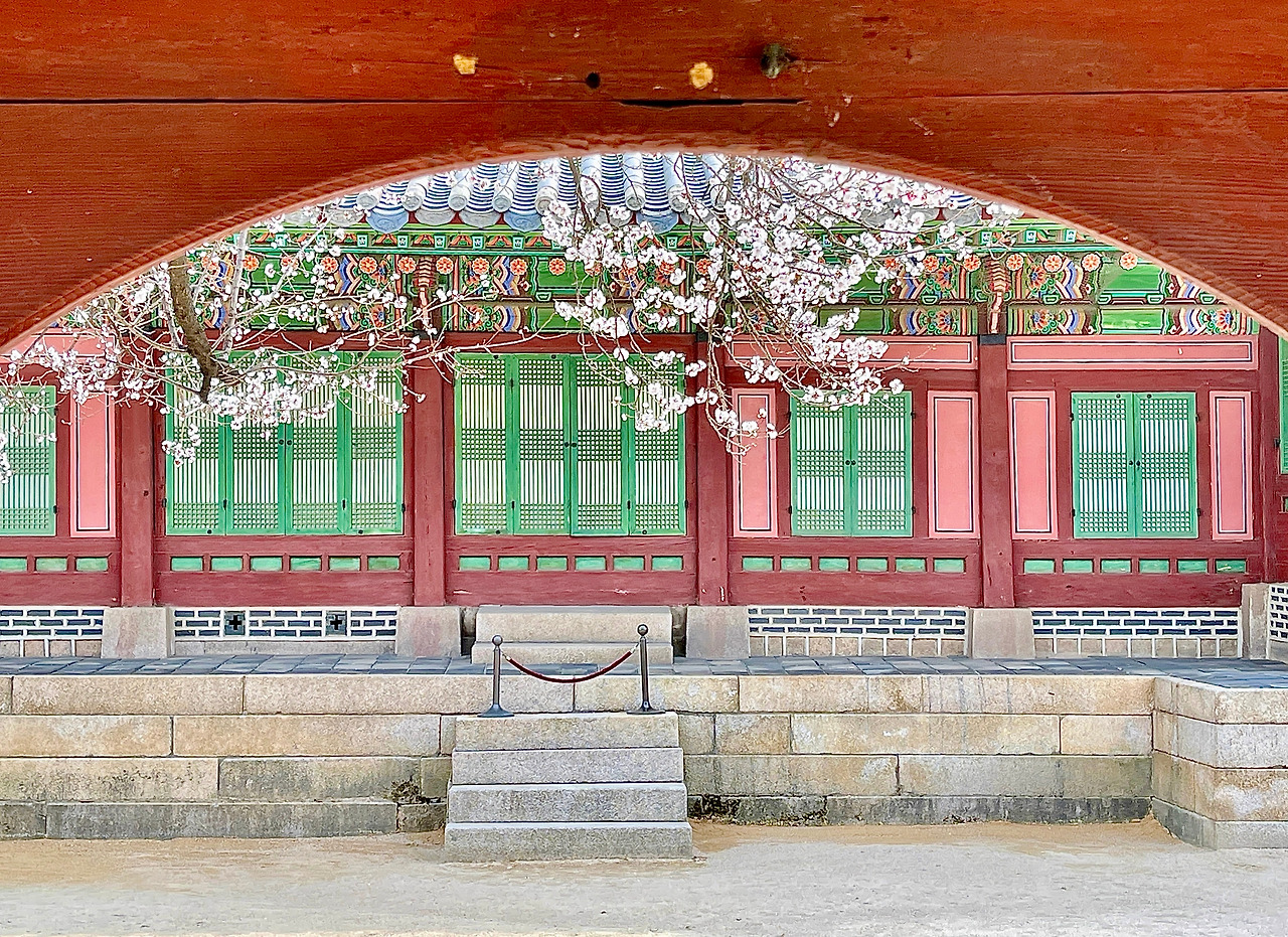 230323 자경전 봄꽃 사진 비교02.jpg