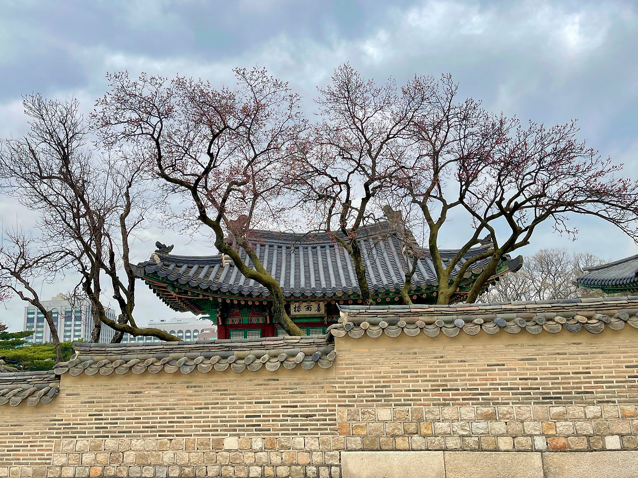 창덕궁 성정각 동쪽 담장의 사계_01봄01.jpg