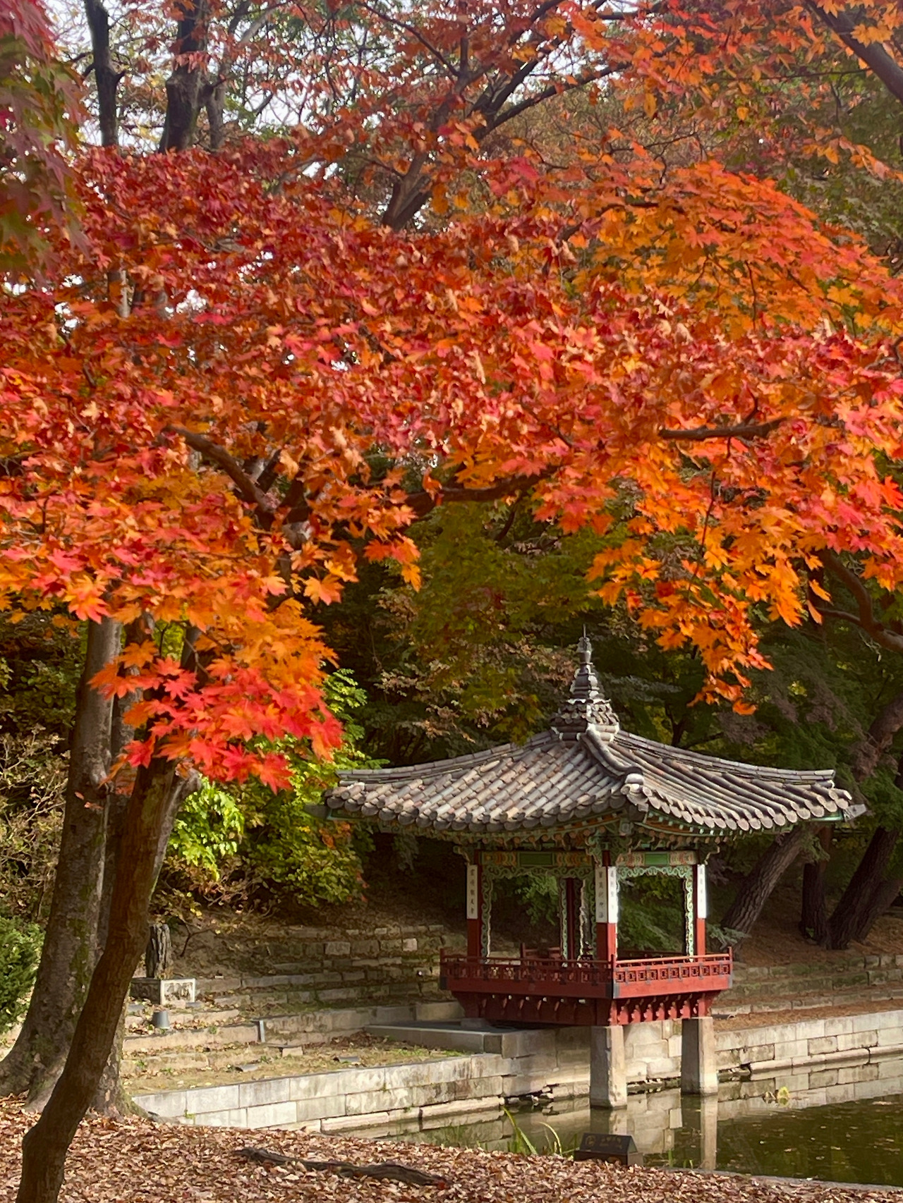 창덕궁 애련지_가을09.jpg