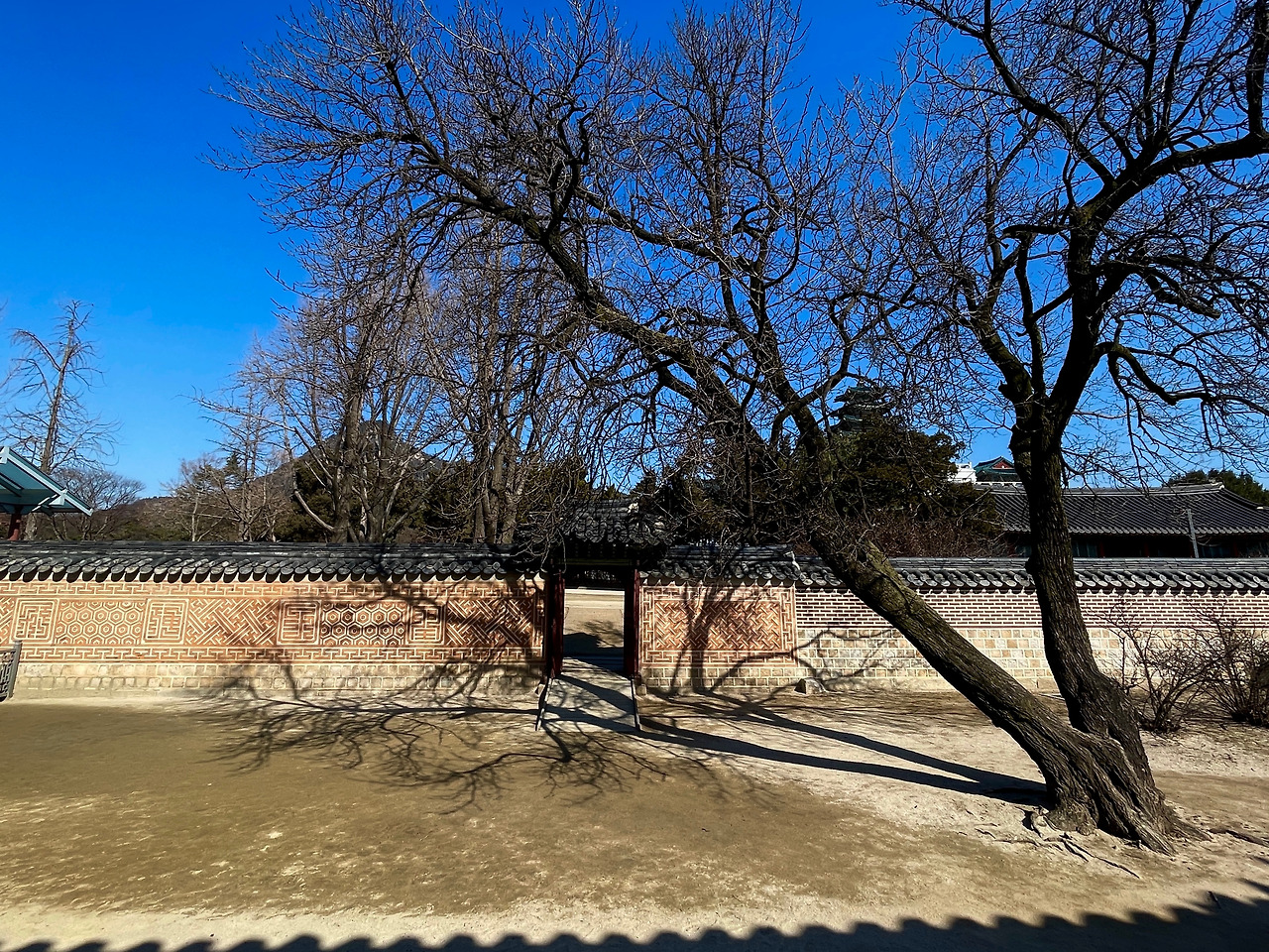 경복궁 자경전 살구나무(겨울)03.jpg