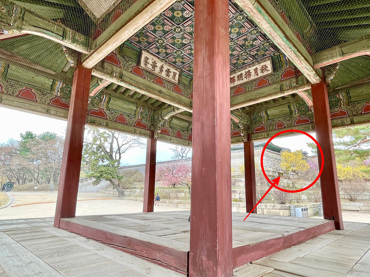 창경궁 생강나무 - 1 복사본.jpg