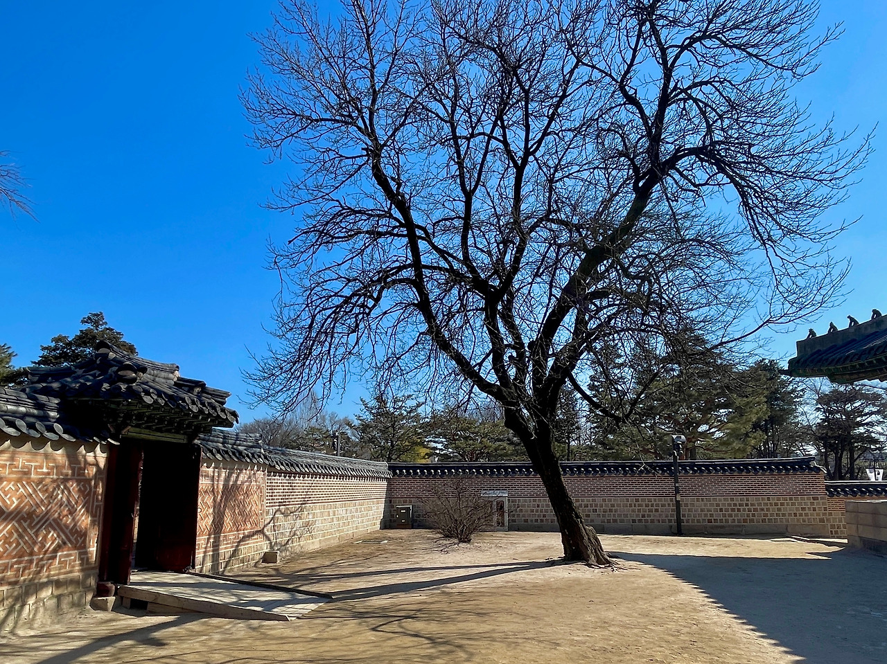 경복궁 자경전 살구나무(겨울)02.jpg