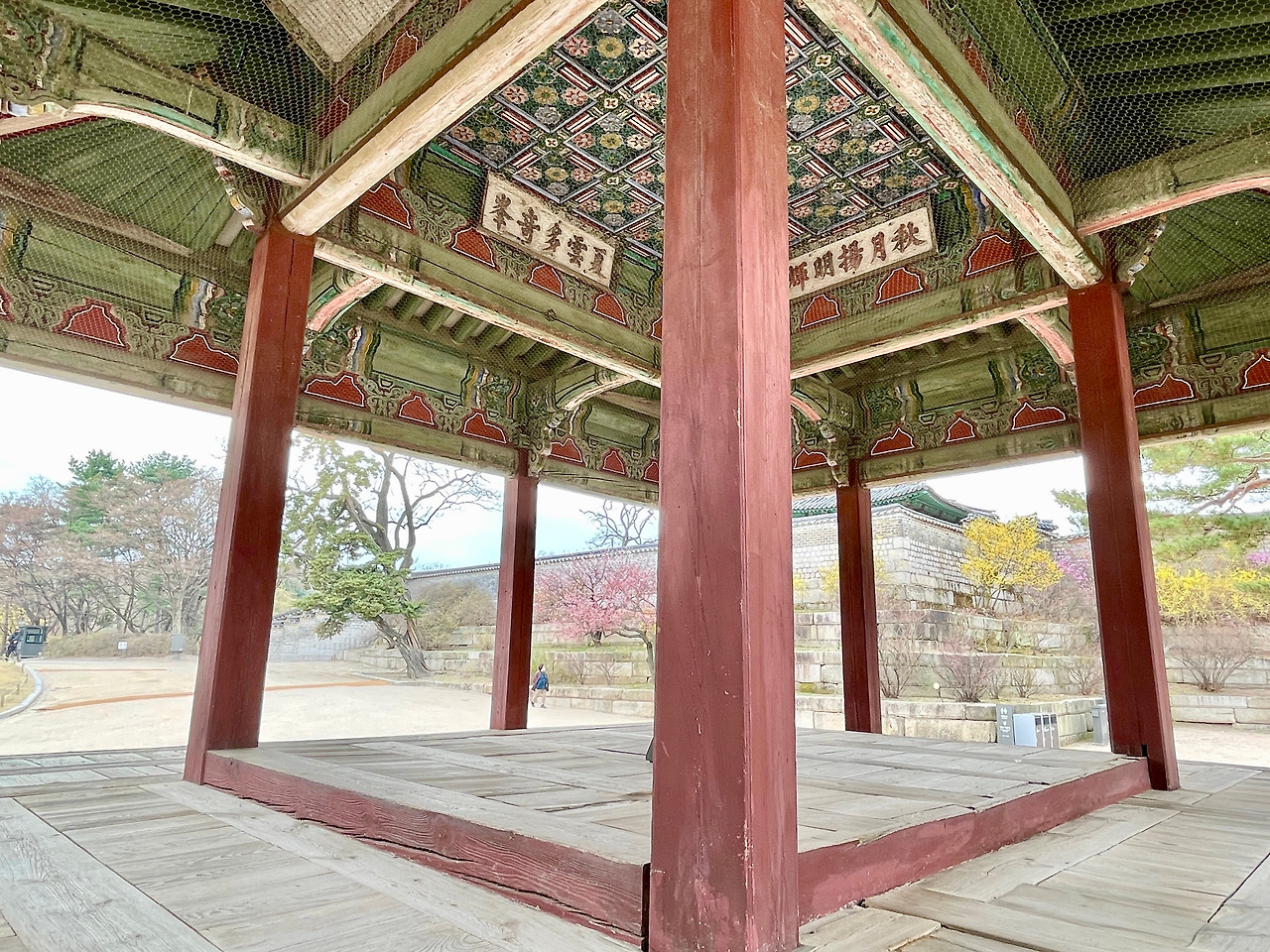 창경궁 생강나무 - 1.jpg