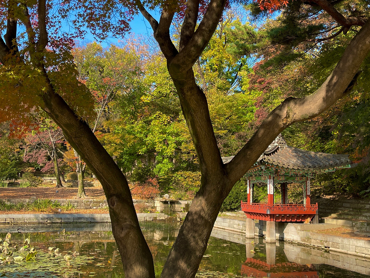 창덕궁 애련지_가을04.jpg