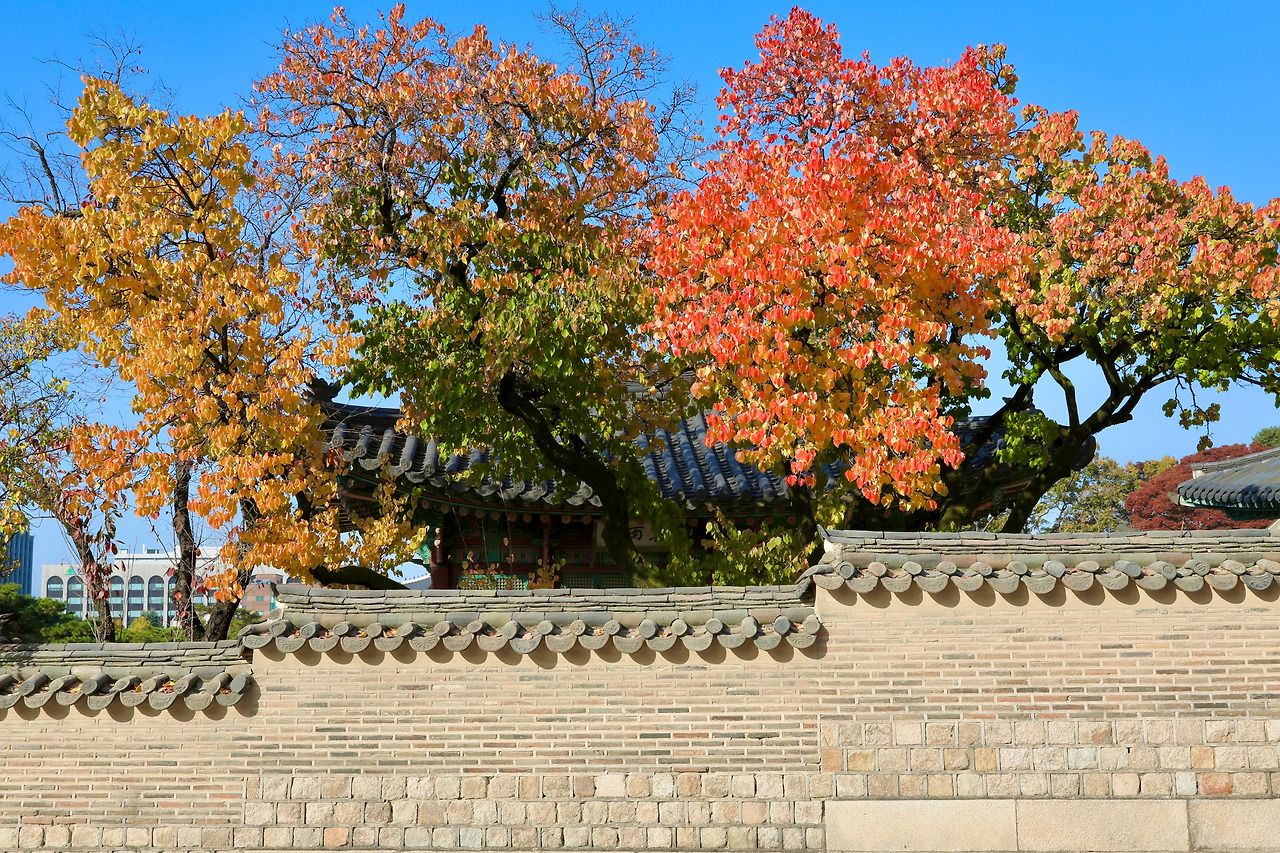 창덕궁 성정각 동쪽 담장의 사계_03가을.jpg