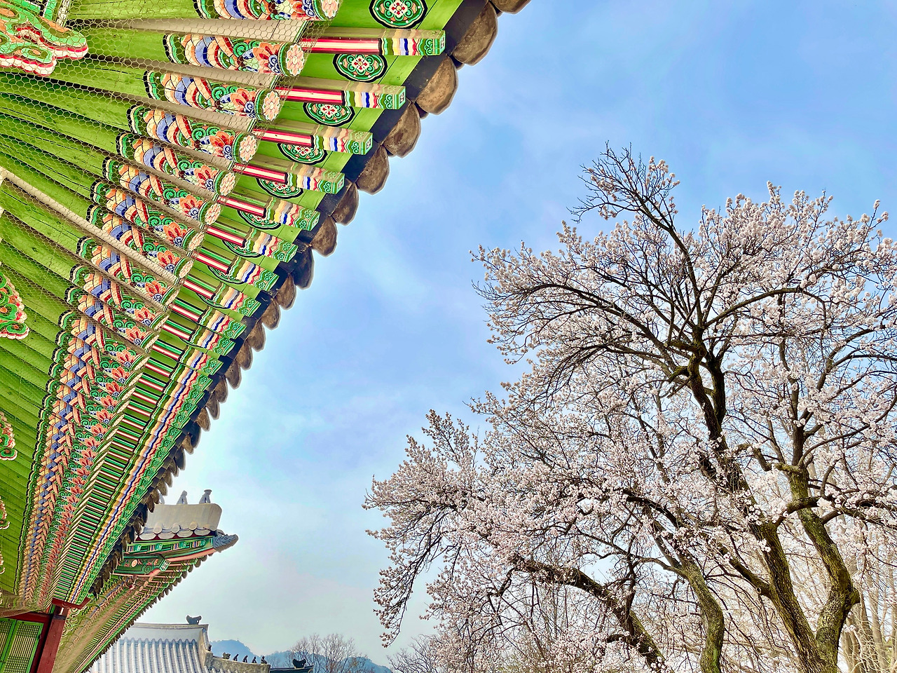 경복궁 자경전 살구나무04.jpg