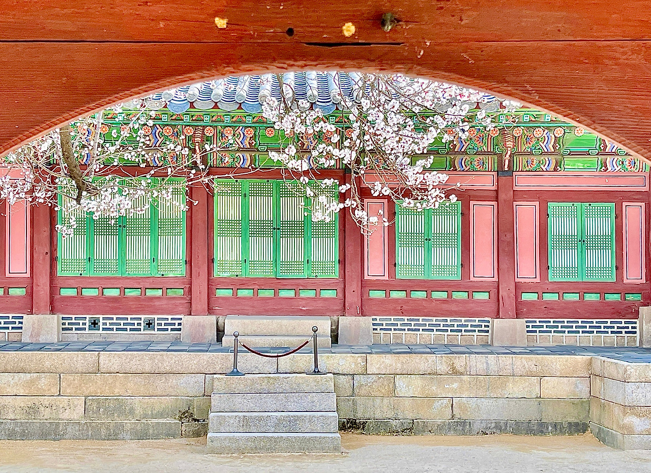 경복궁 자경전 살구나무05 복사본.jpg