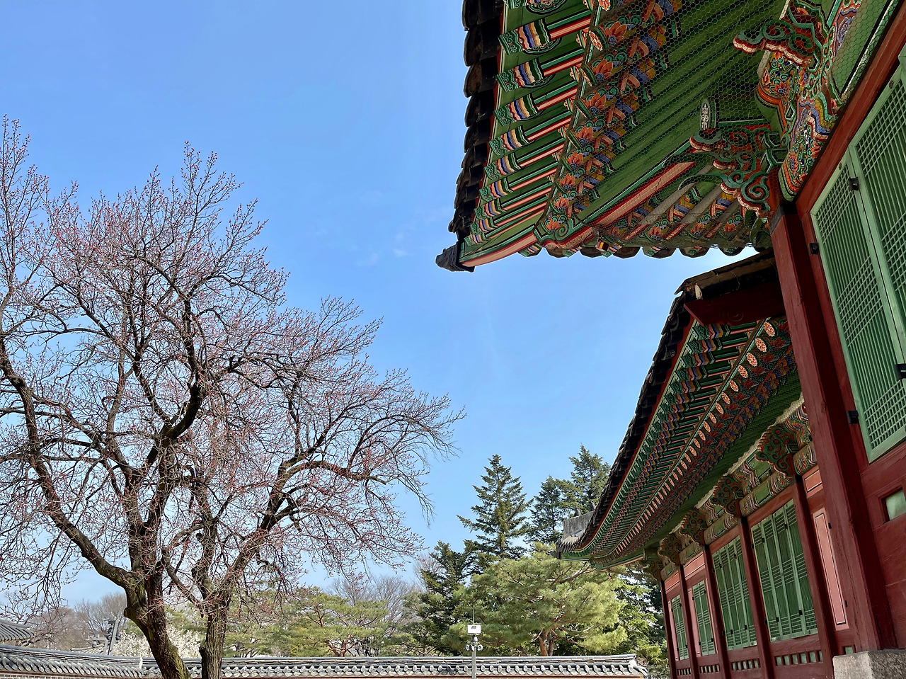 230323 자경전 봄꽃 사진 비교07.jpg