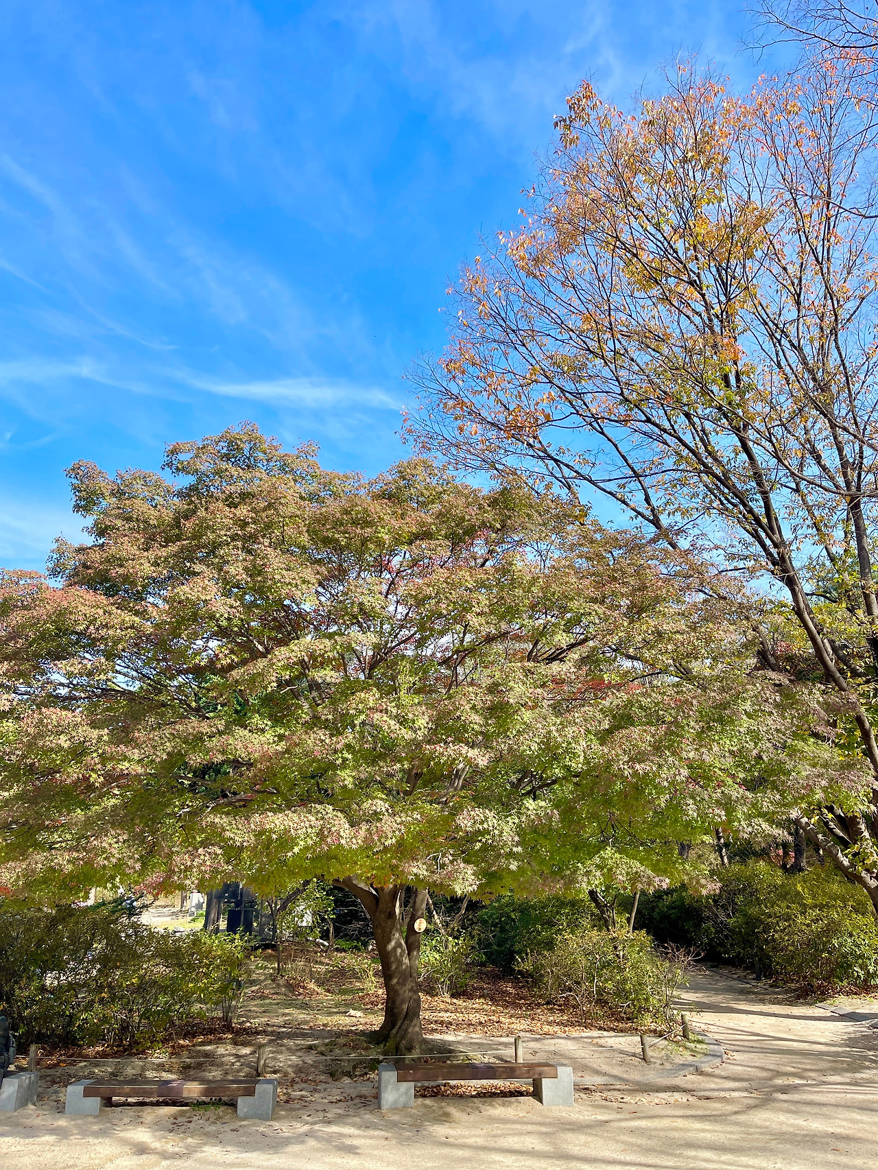 2023년 창경궁의 가을 - 2.jpg