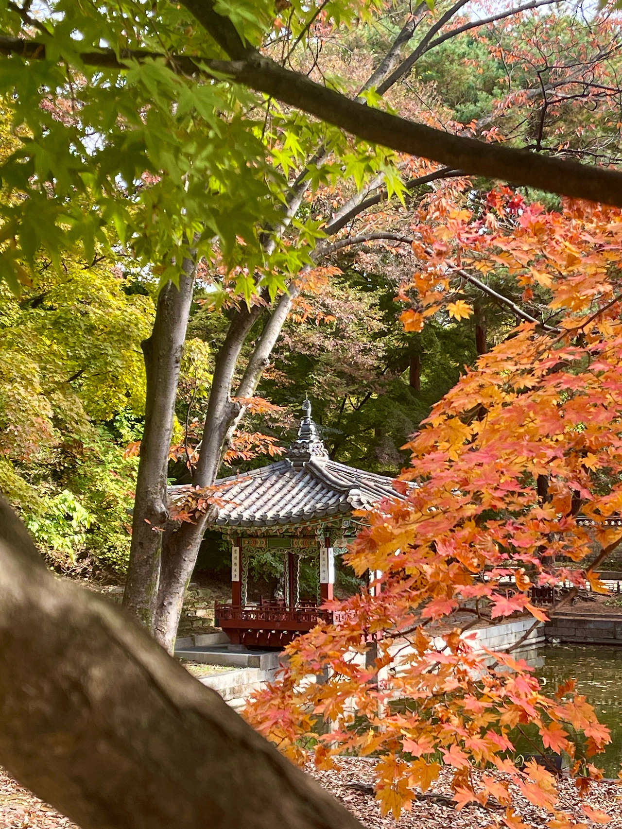 창덕궁 애련지_가을03.jpg