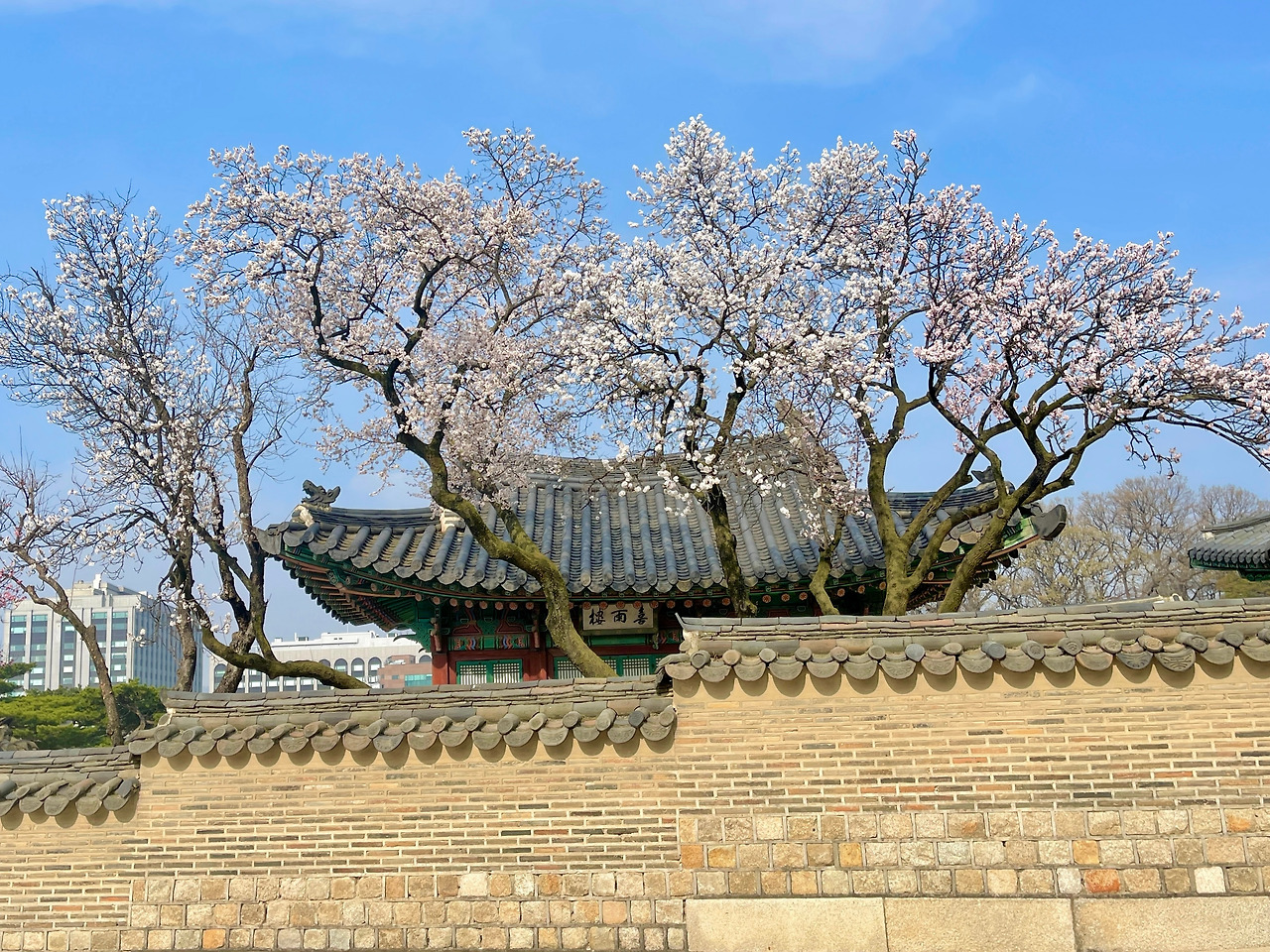 창덕궁 성정각 동쪽 담장의 사계_01봄02.jpg