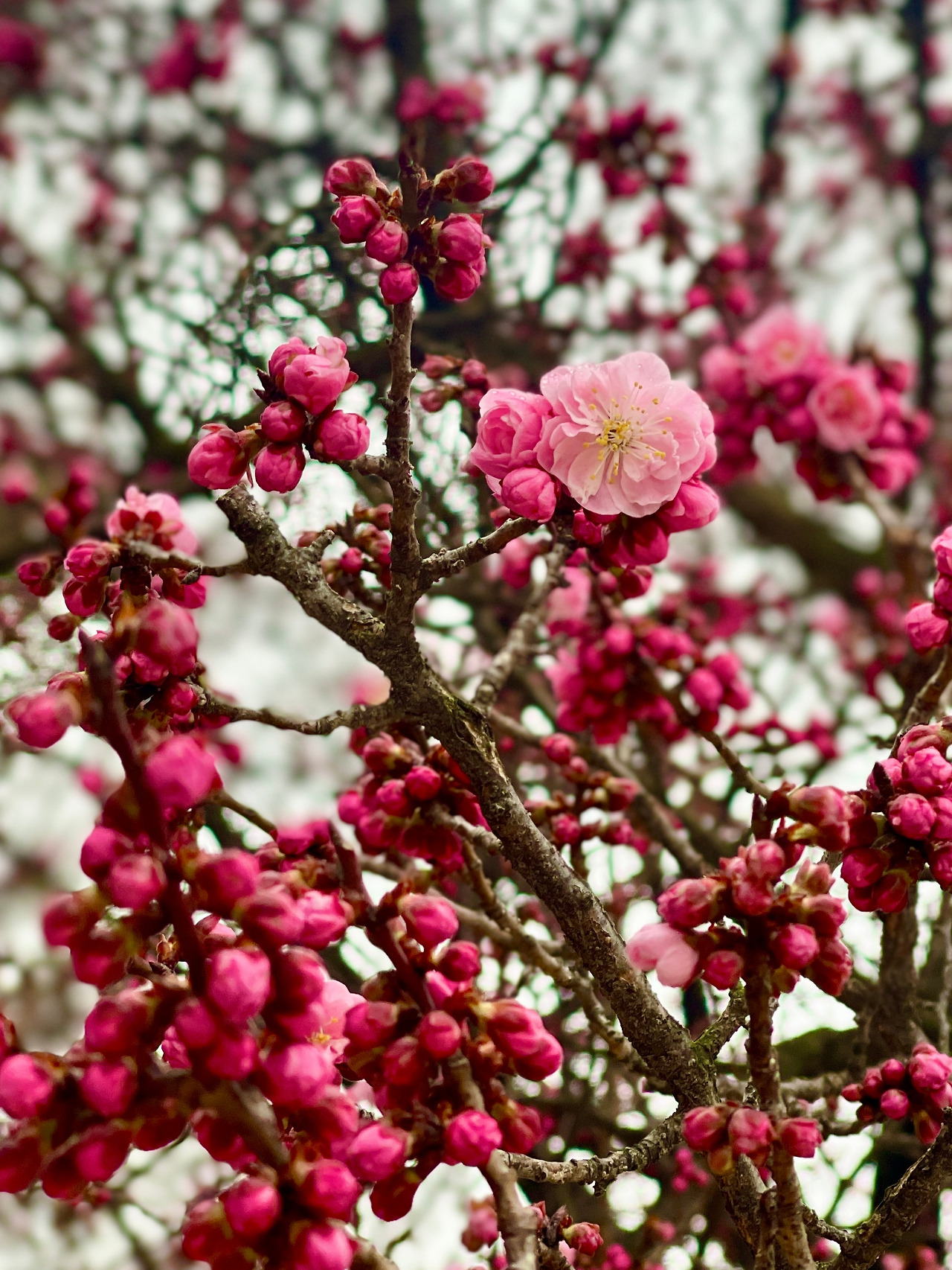 창덕궁 성정각 자시문 앞 매화나무06.jpg