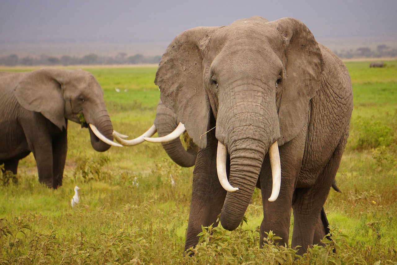 wild-elephants-1724217_1920.jpg