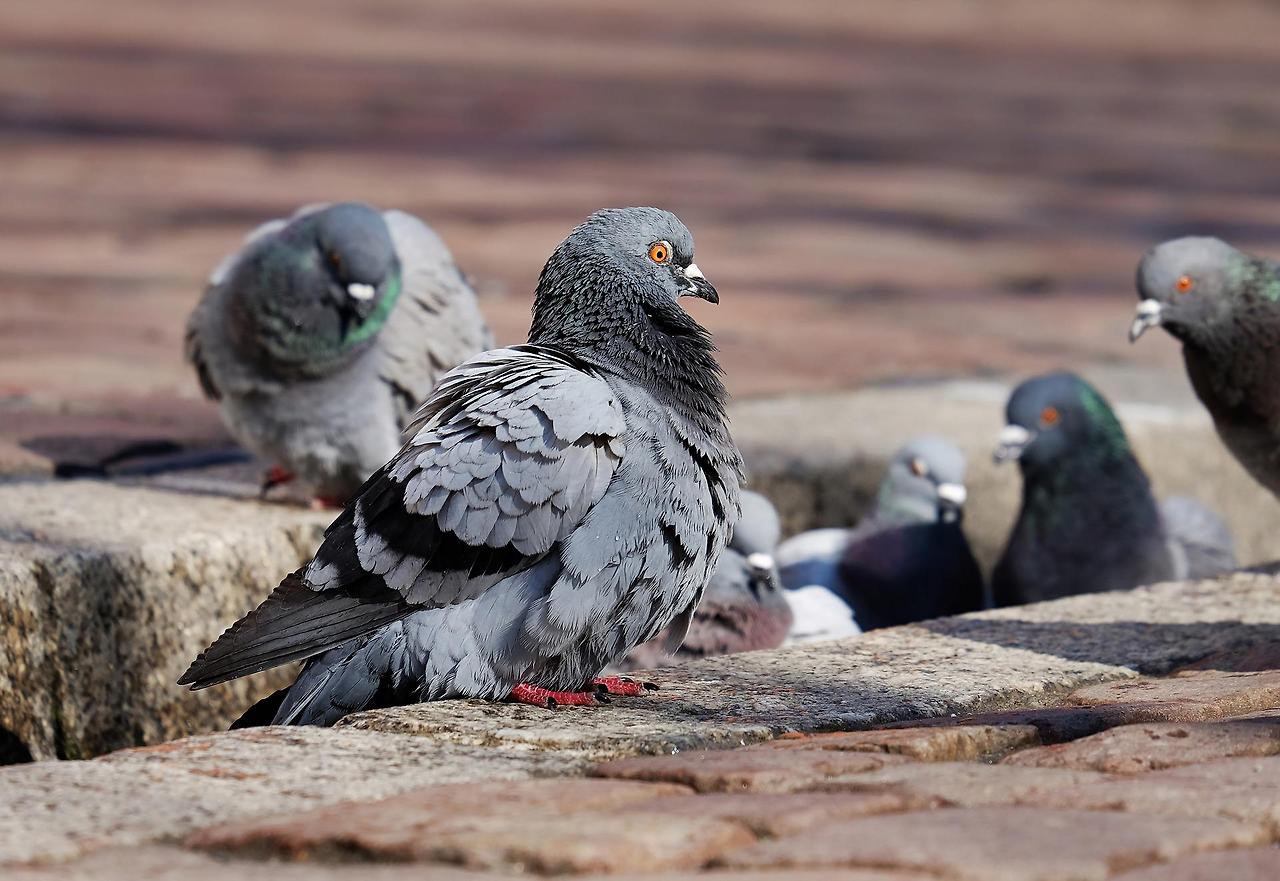 pigeons-gafaf4389f_1920.jpg