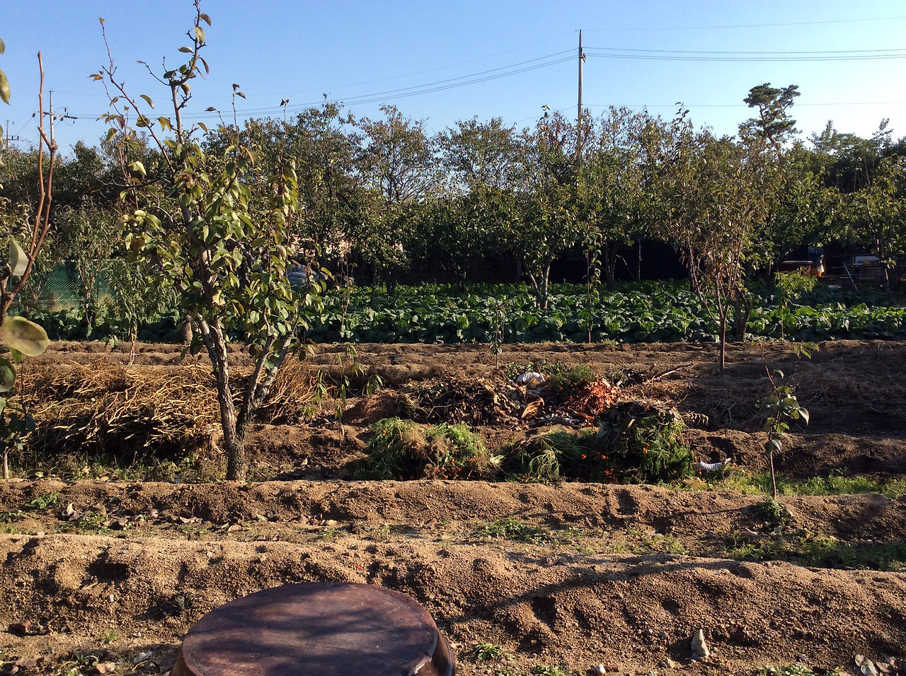 2015-10-31 15.18.05.jpg