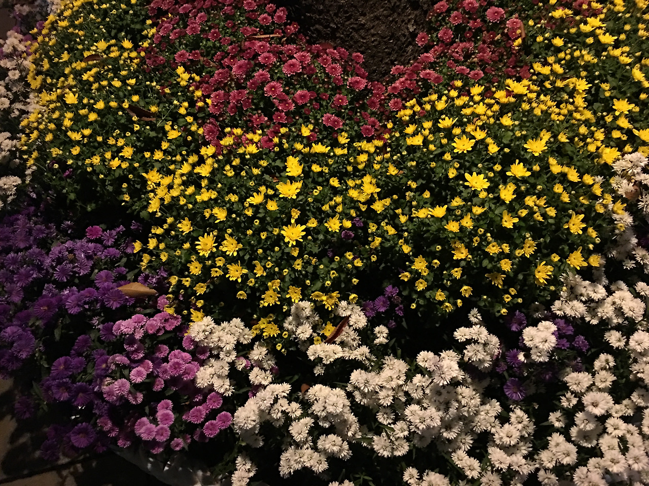 2016-10-18 19.10.42.jpg