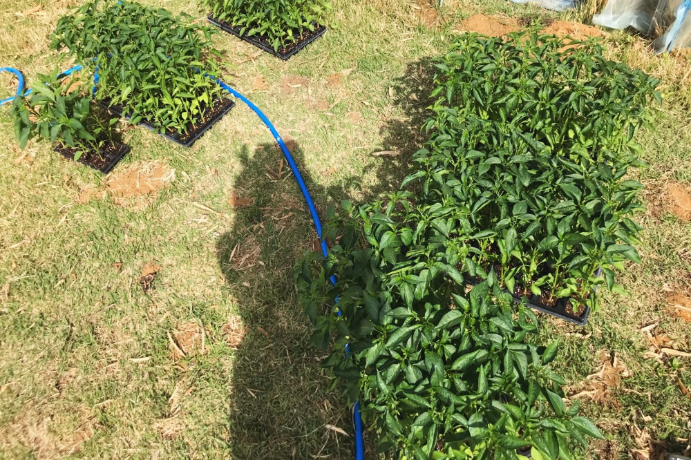 고추모종 20개.jpg