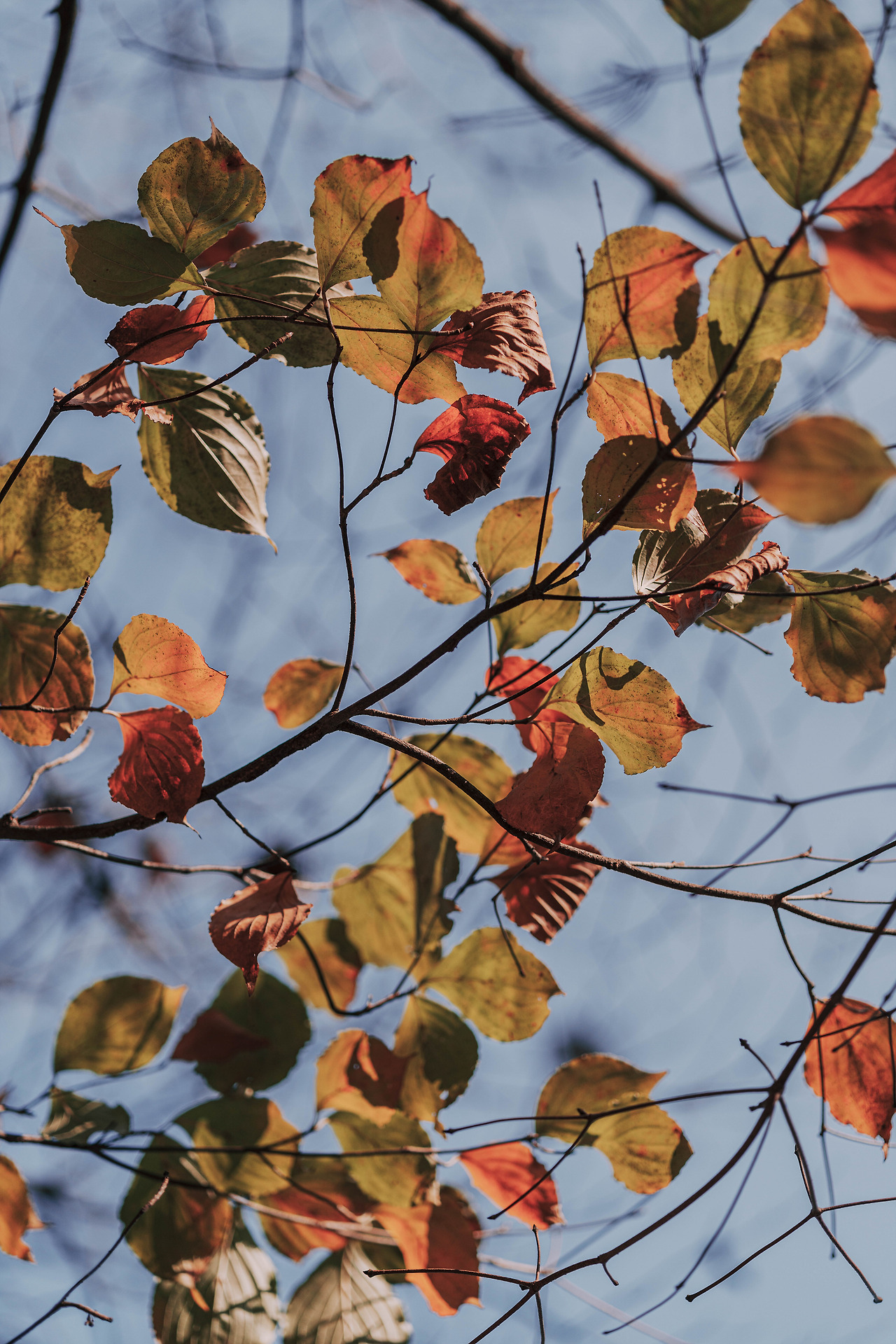 DSC00637-11월 율봄식물원.jpg