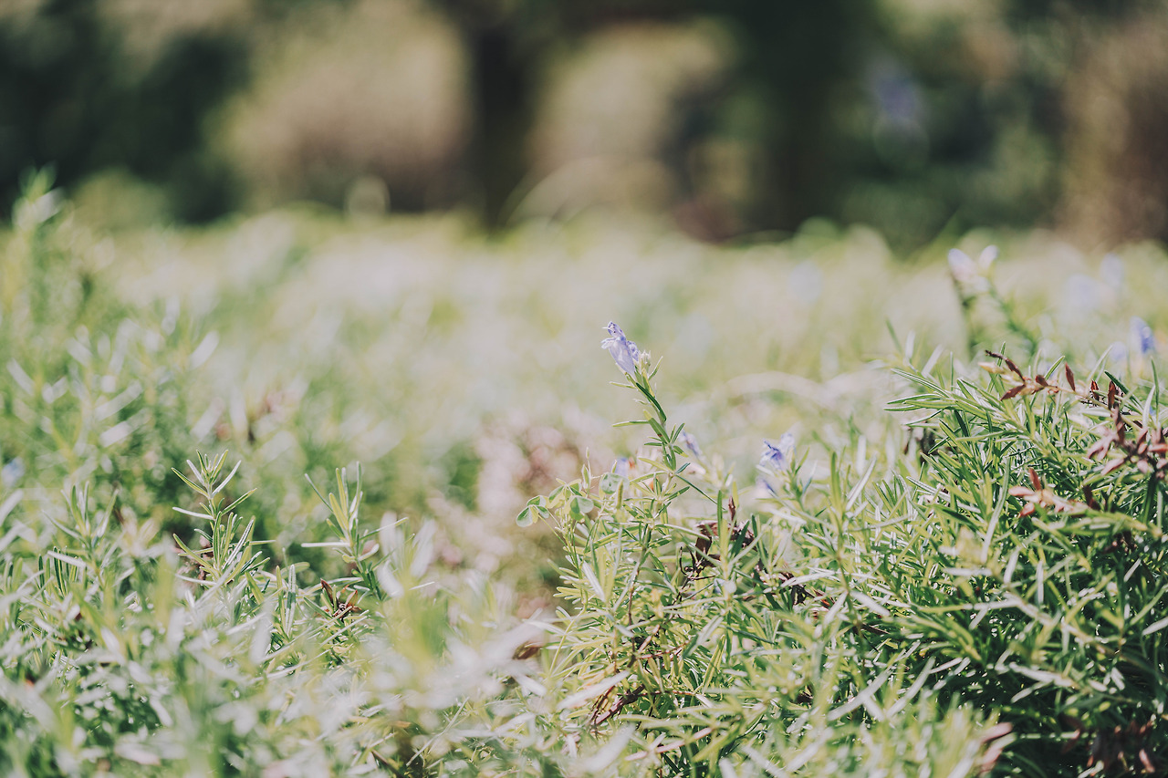 DSC00179-8월 화성시우리꽃식물원.jpg