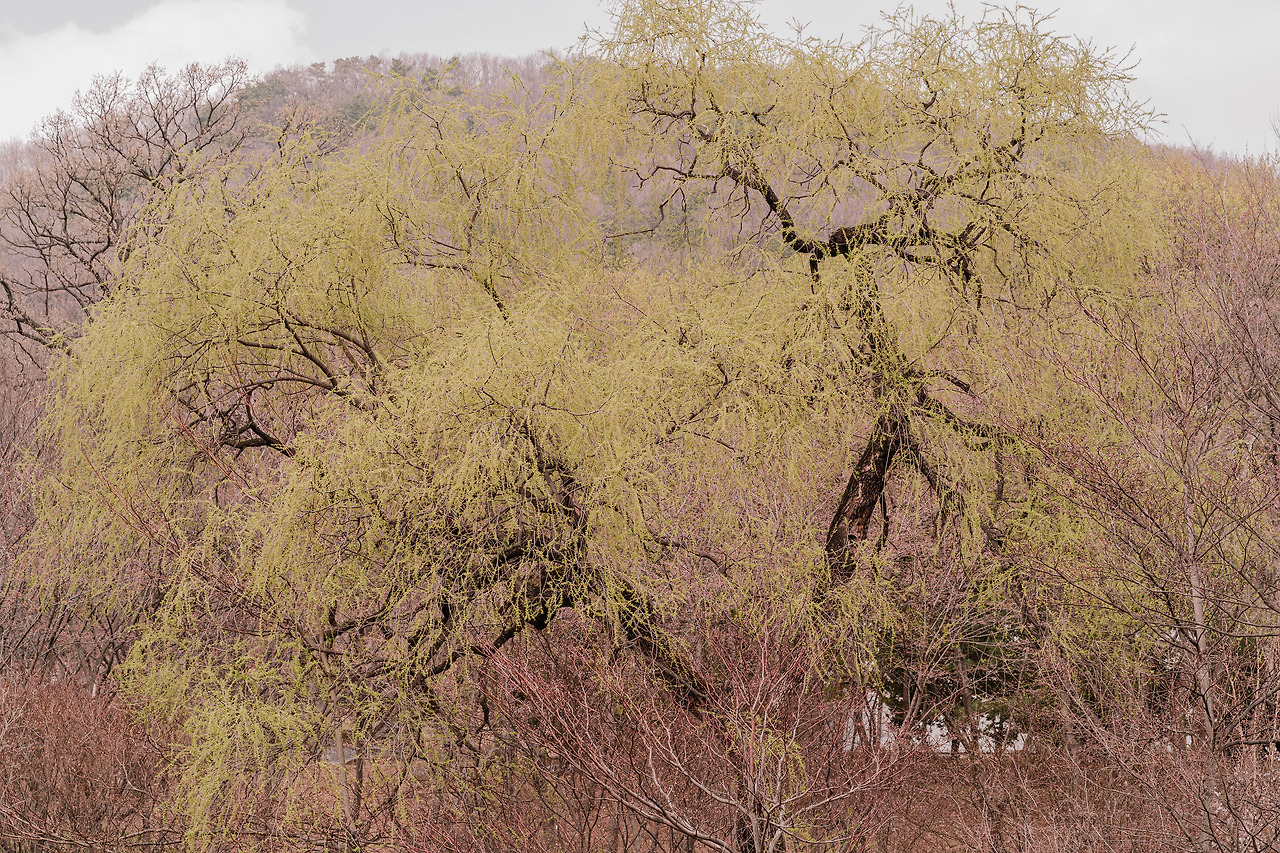 DSC05122-3월 신구대식물원.jpg