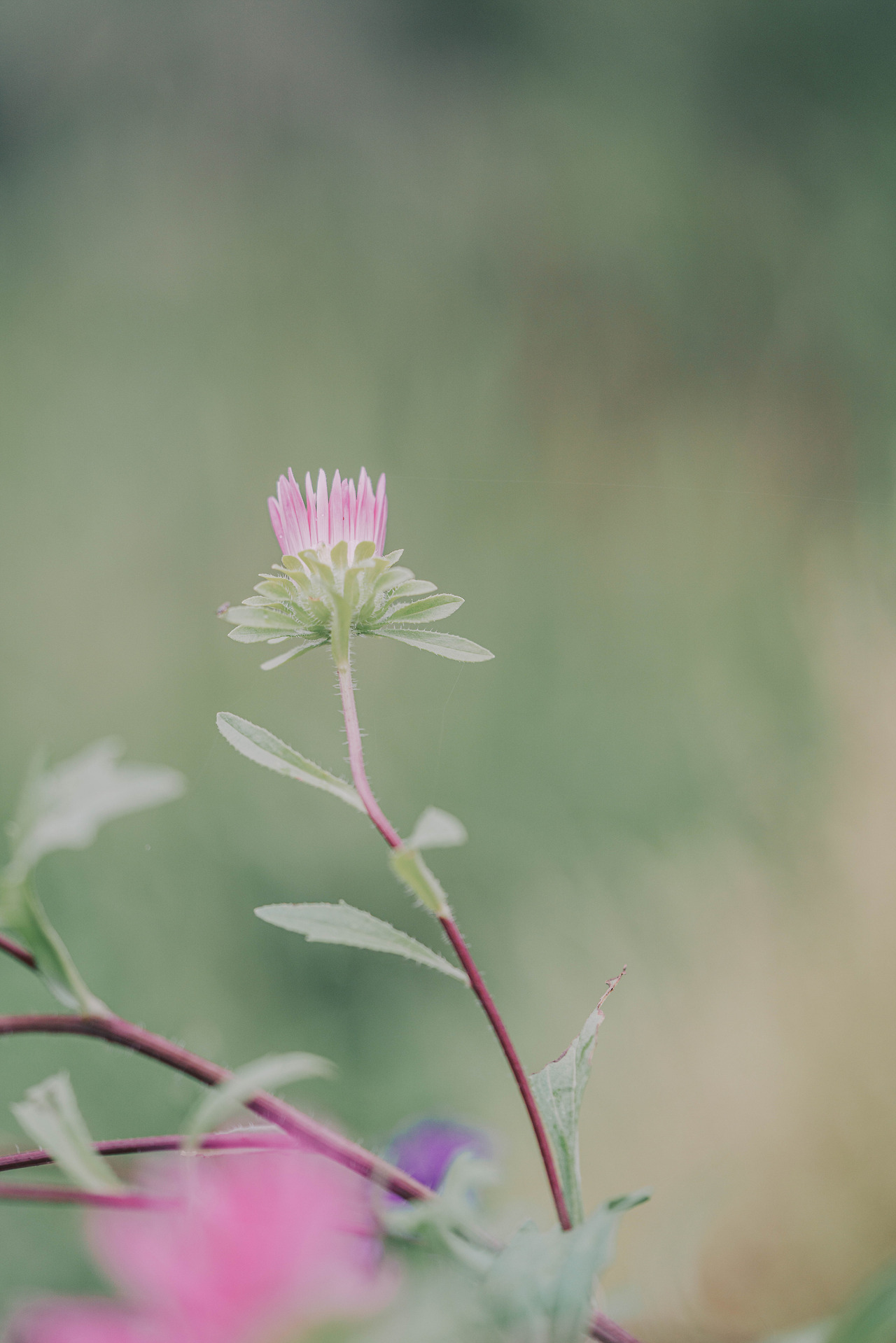 DSC00274-9월 황학산수목원.jpg