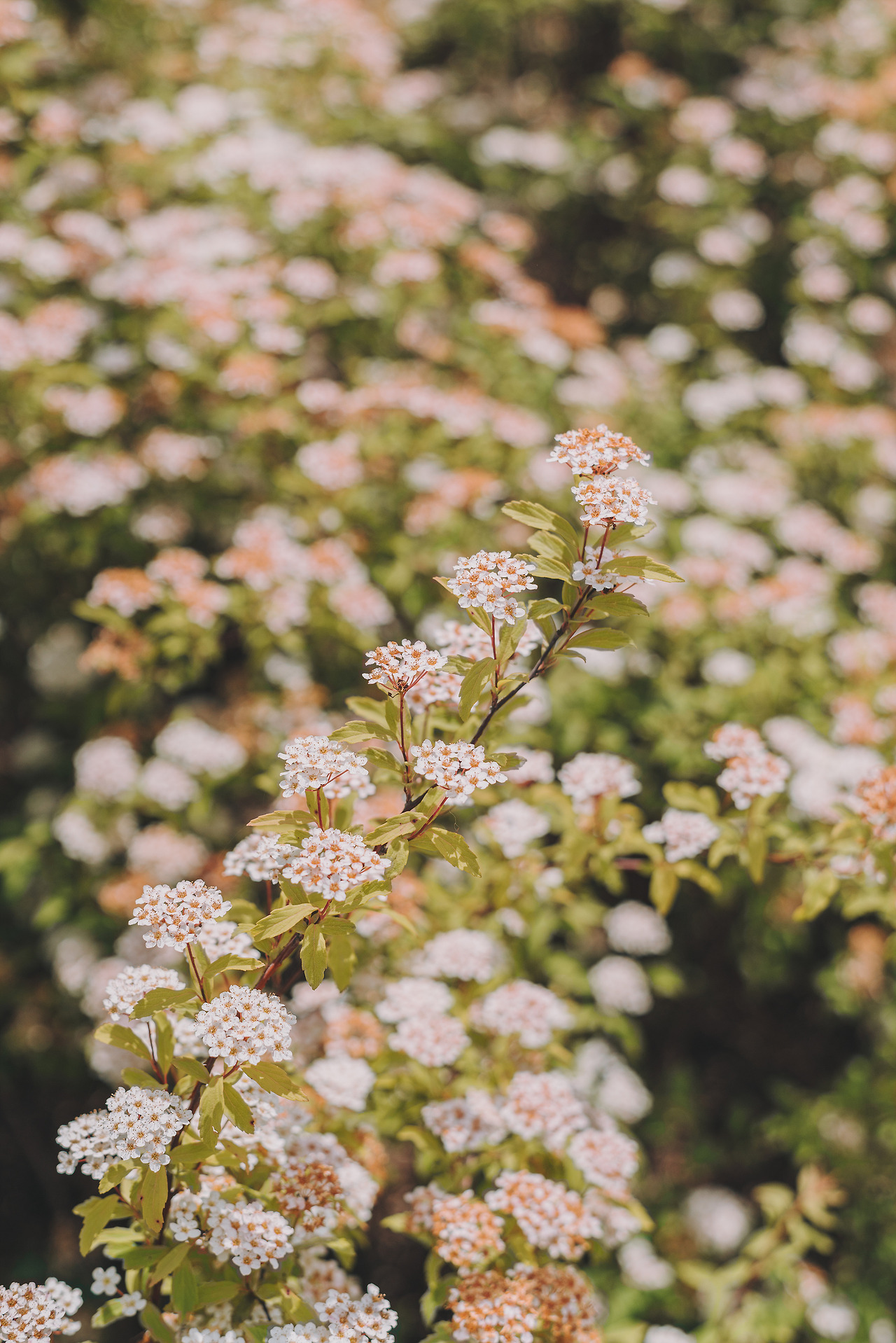 DSC05378-5월 영흥수목원.jpg