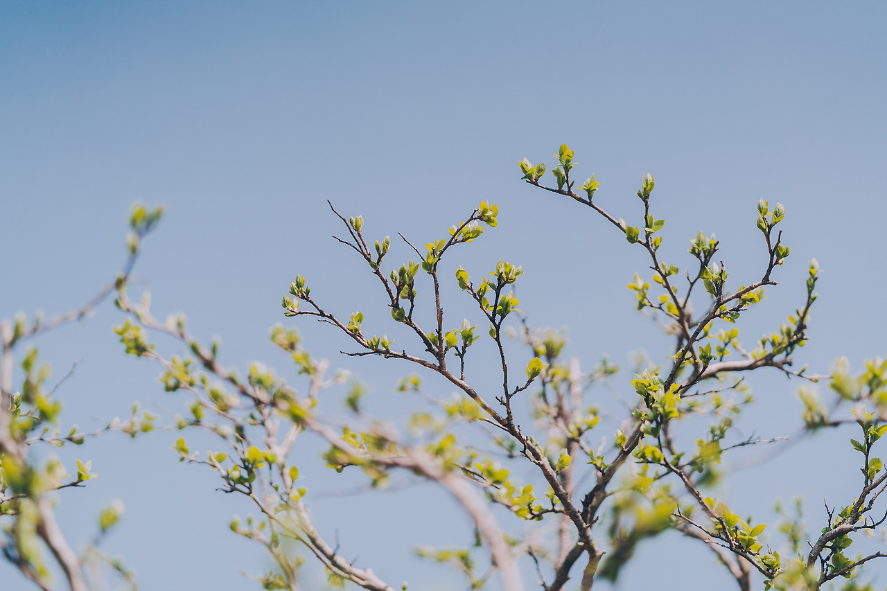 DSC05233-4월 일월수목원.jpg