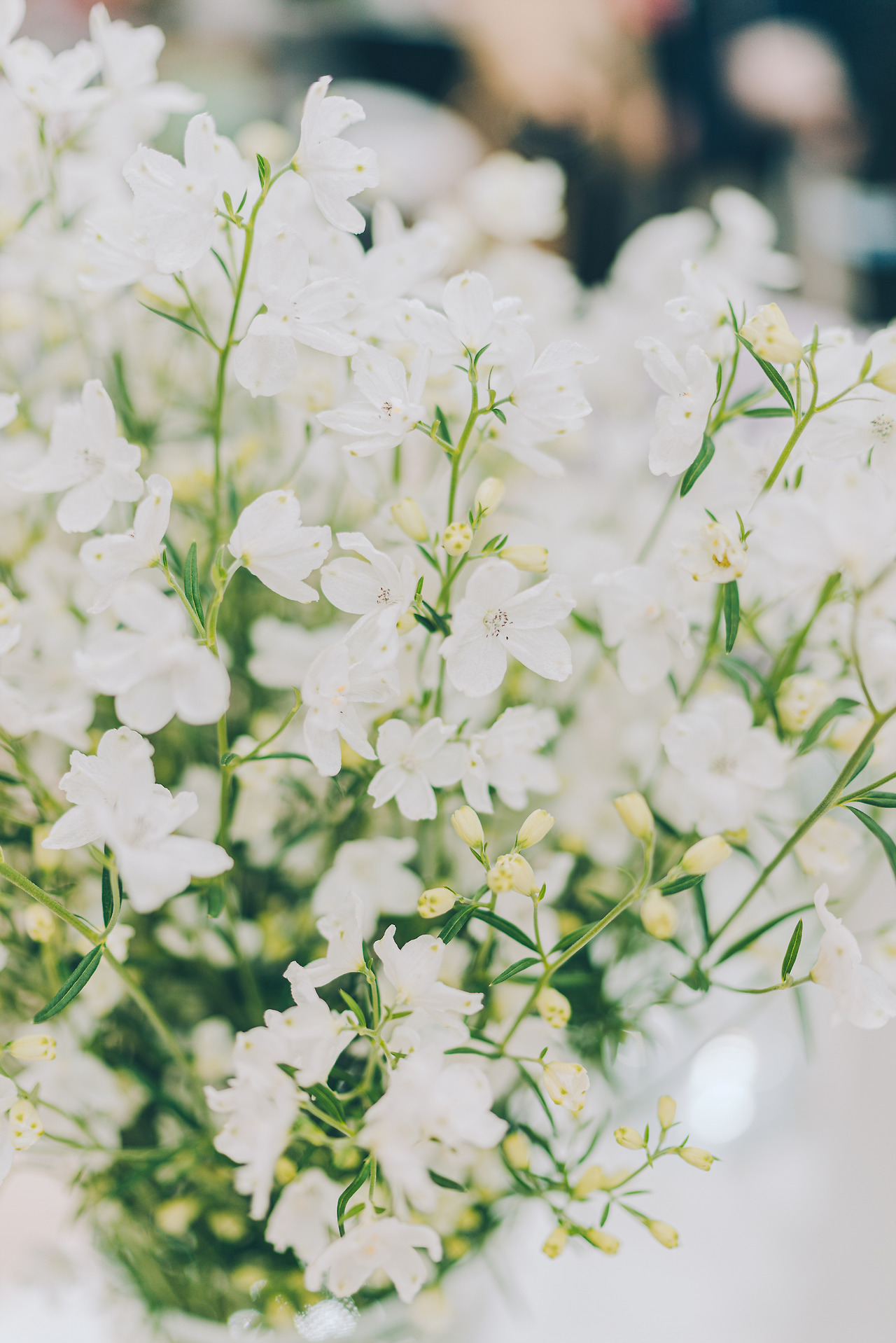 DSC05322-4월 고양국제꽃박람회.jpg