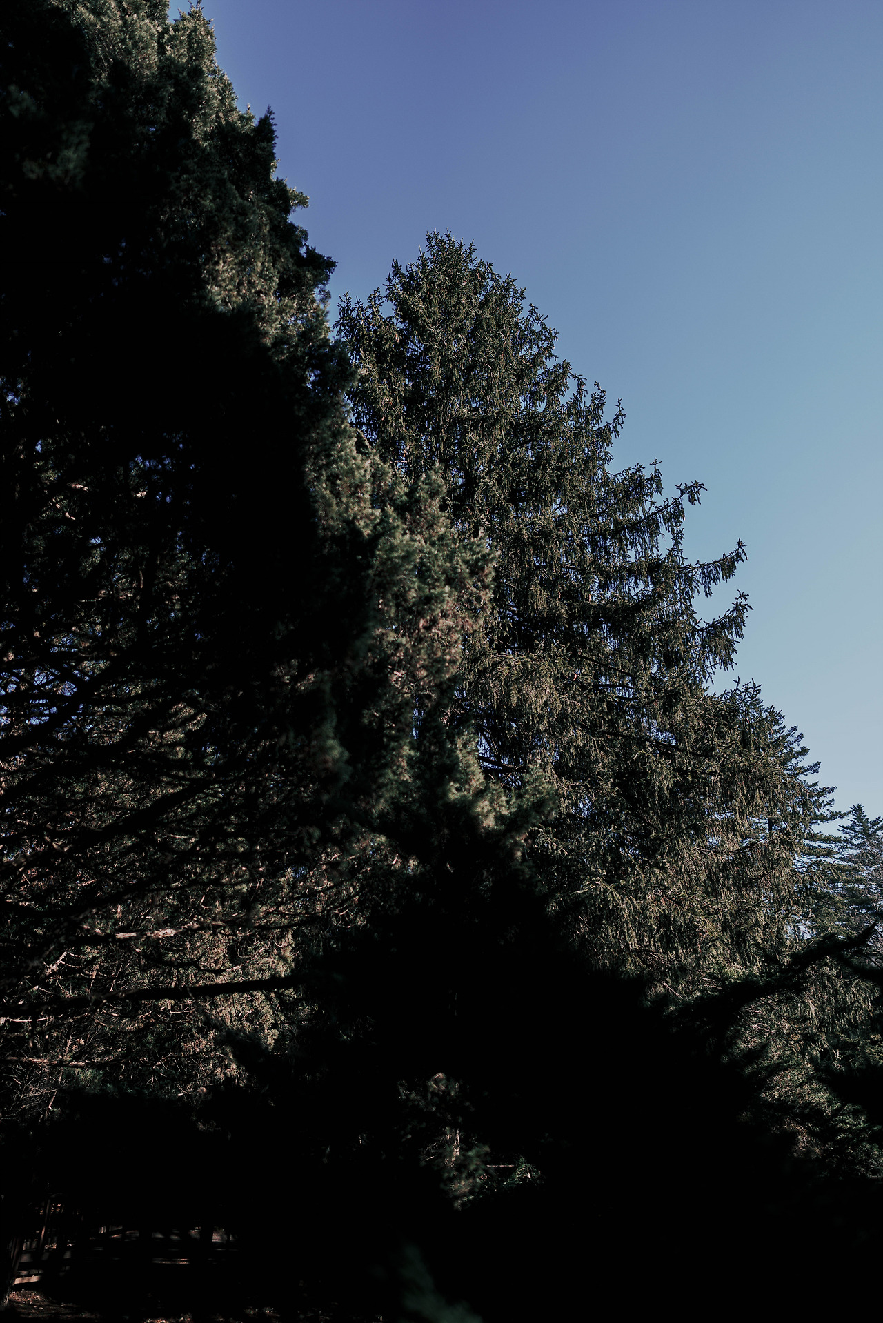 DSC00775-12월 국립수목원.jpg