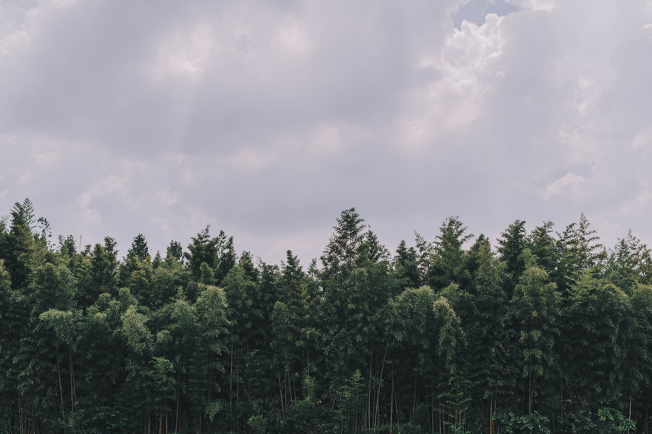 DSC00030-8월 서울숲.jpg