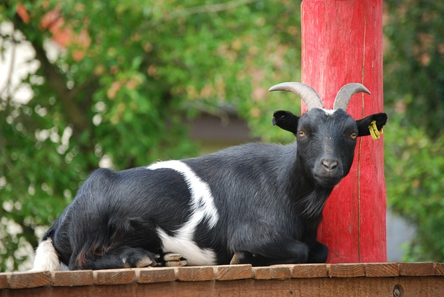 goat-1007974_640.jpg