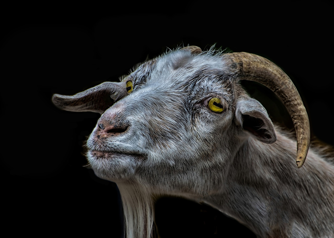 goat-3180258_1920.jpg