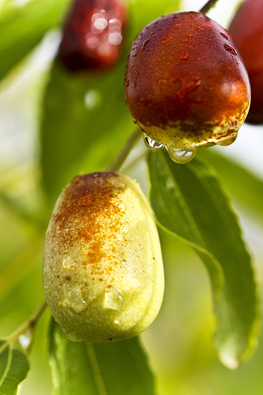 jujube-931582_1280.jpg