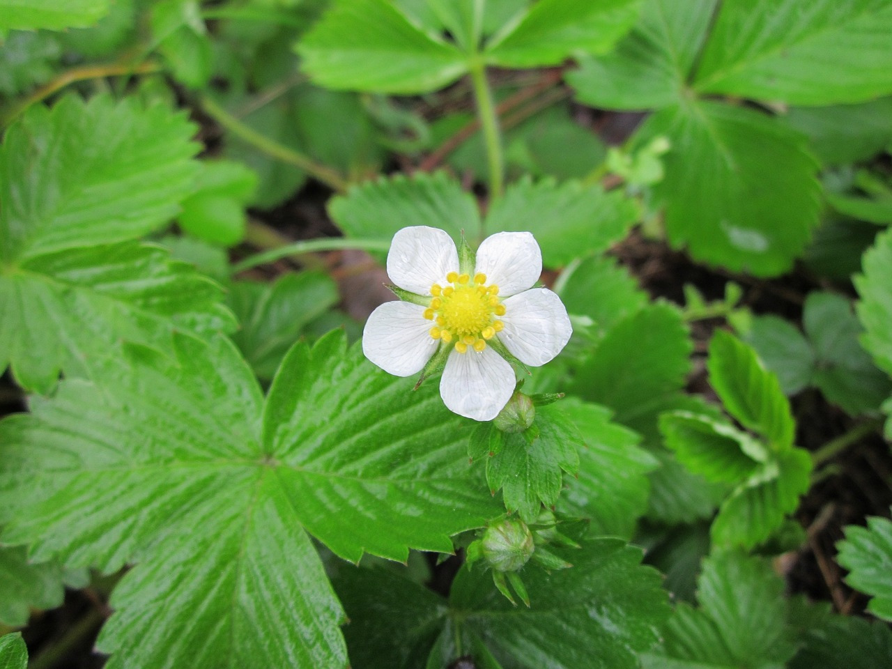 fragaria-vesca-846522_1280.jpg